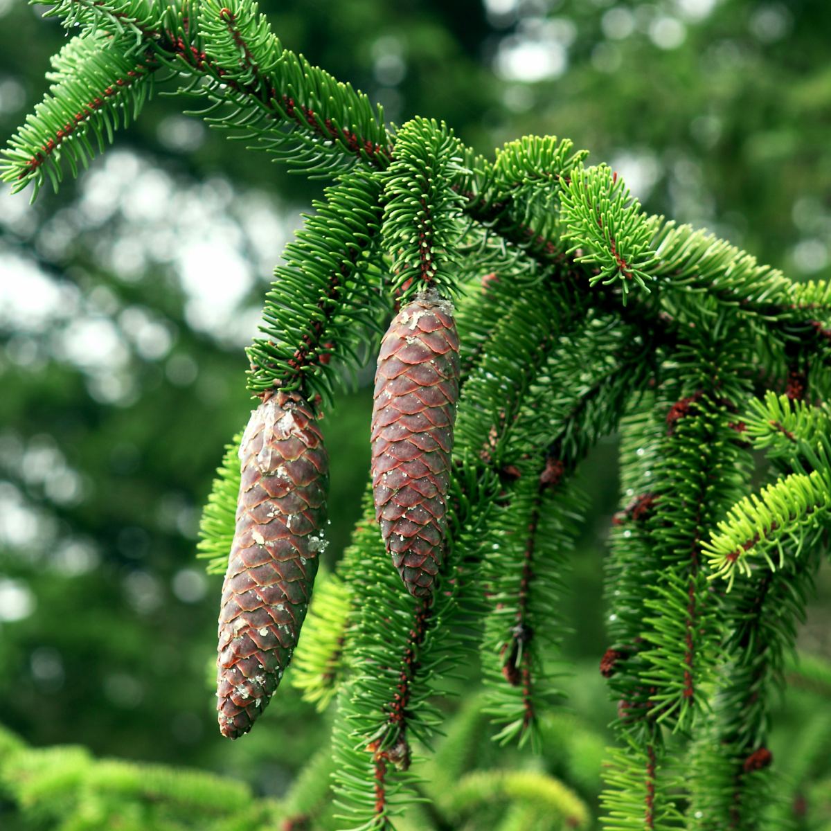 Norway Spruce Hover