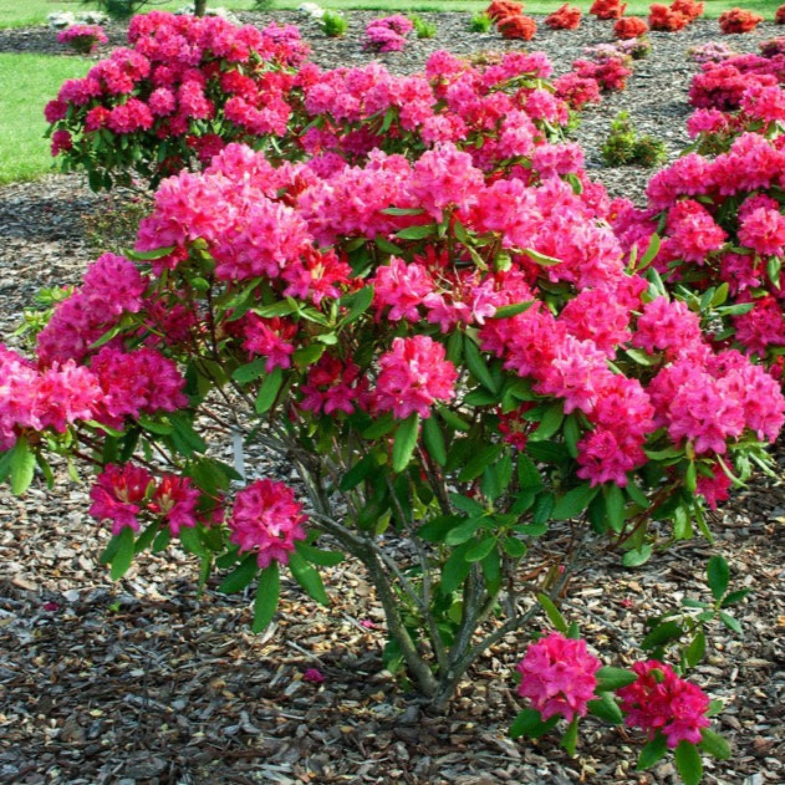 Nova Zembla Rhododendron Hover
