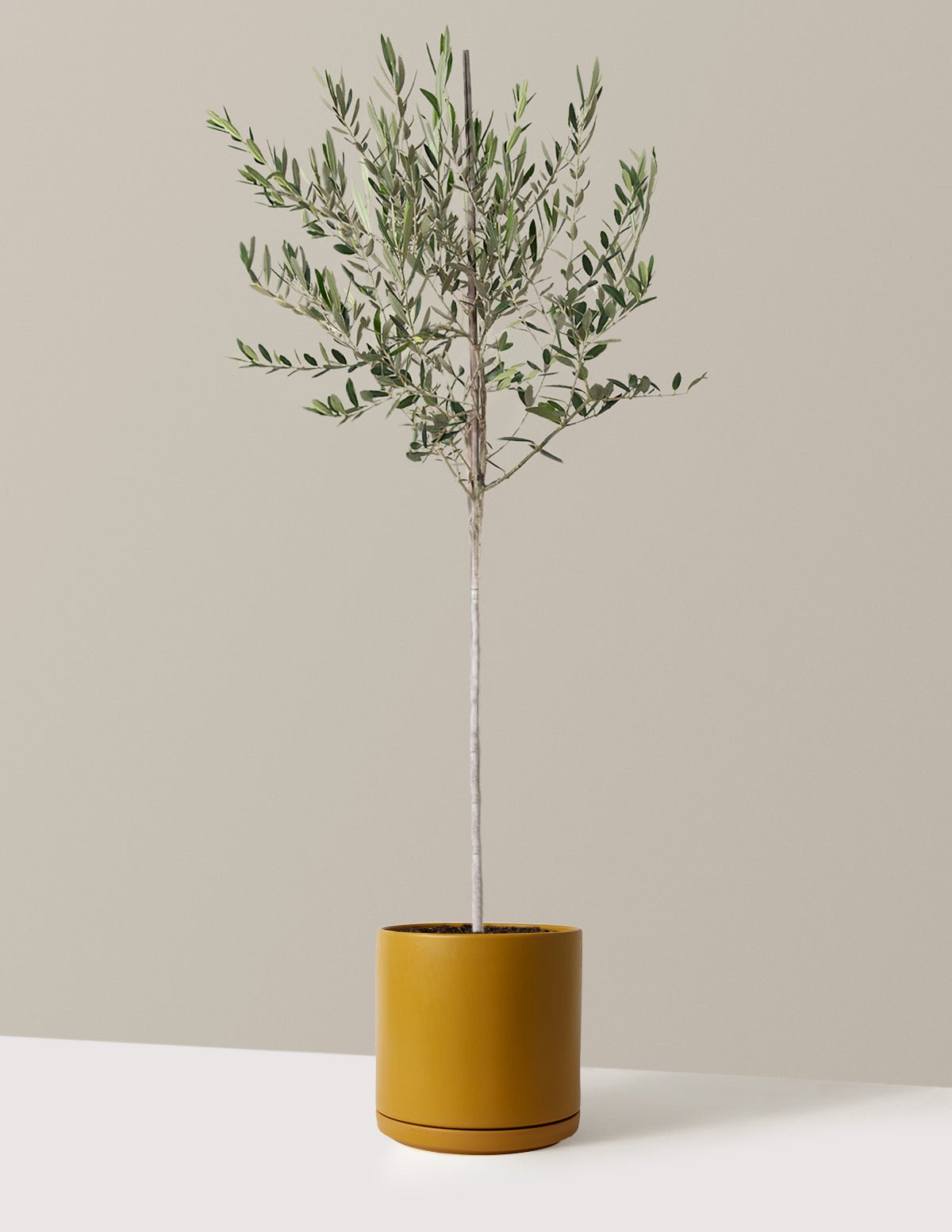Olive Tree Hover