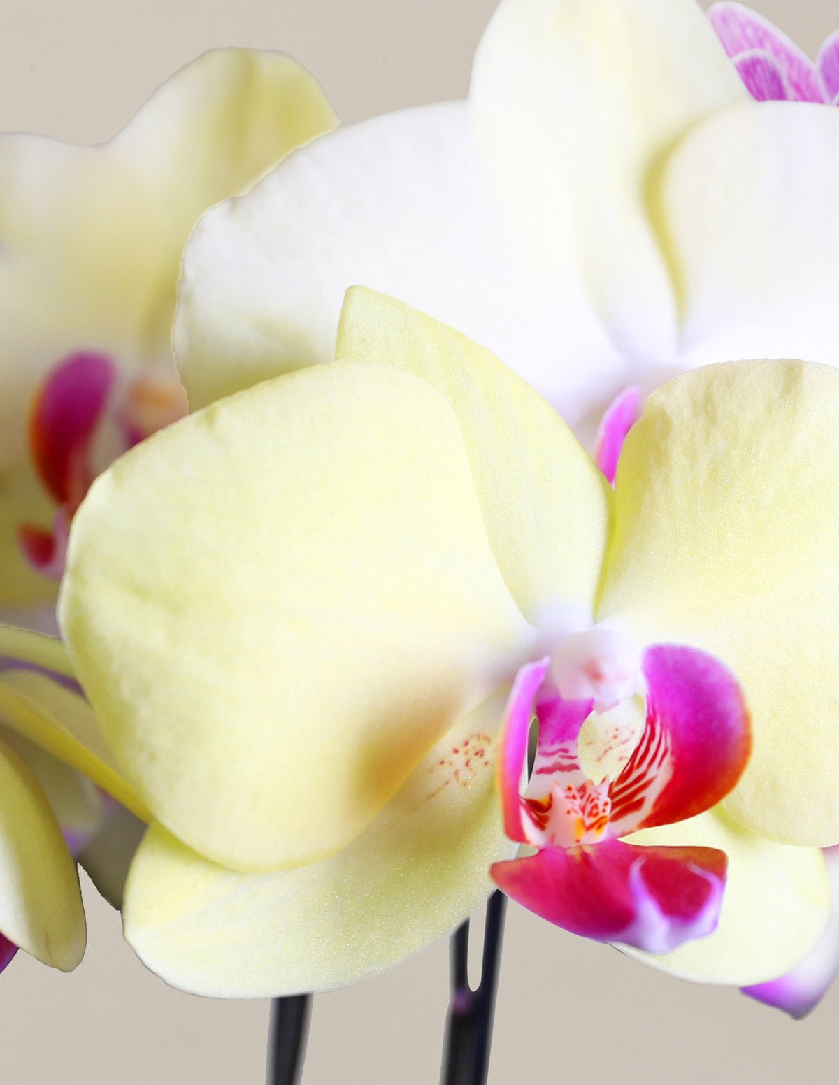 Orchid Confetti Party Pack