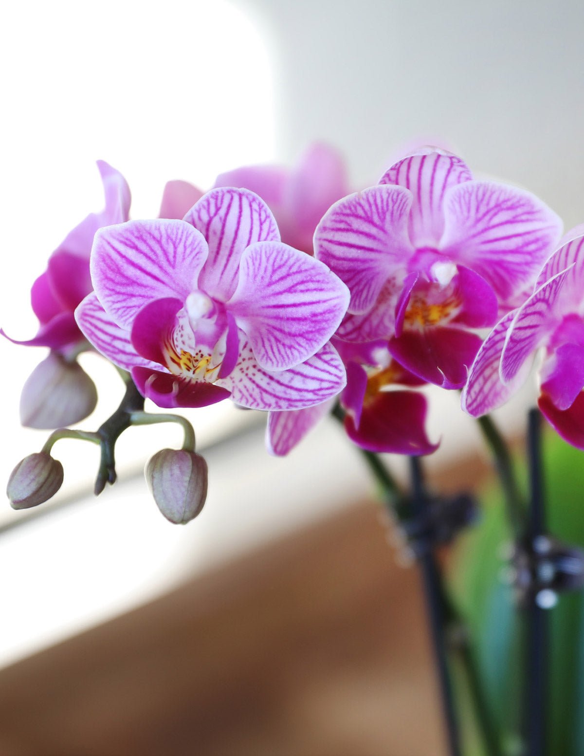 Mega Mini Orchid Party Pack, 20 Hover