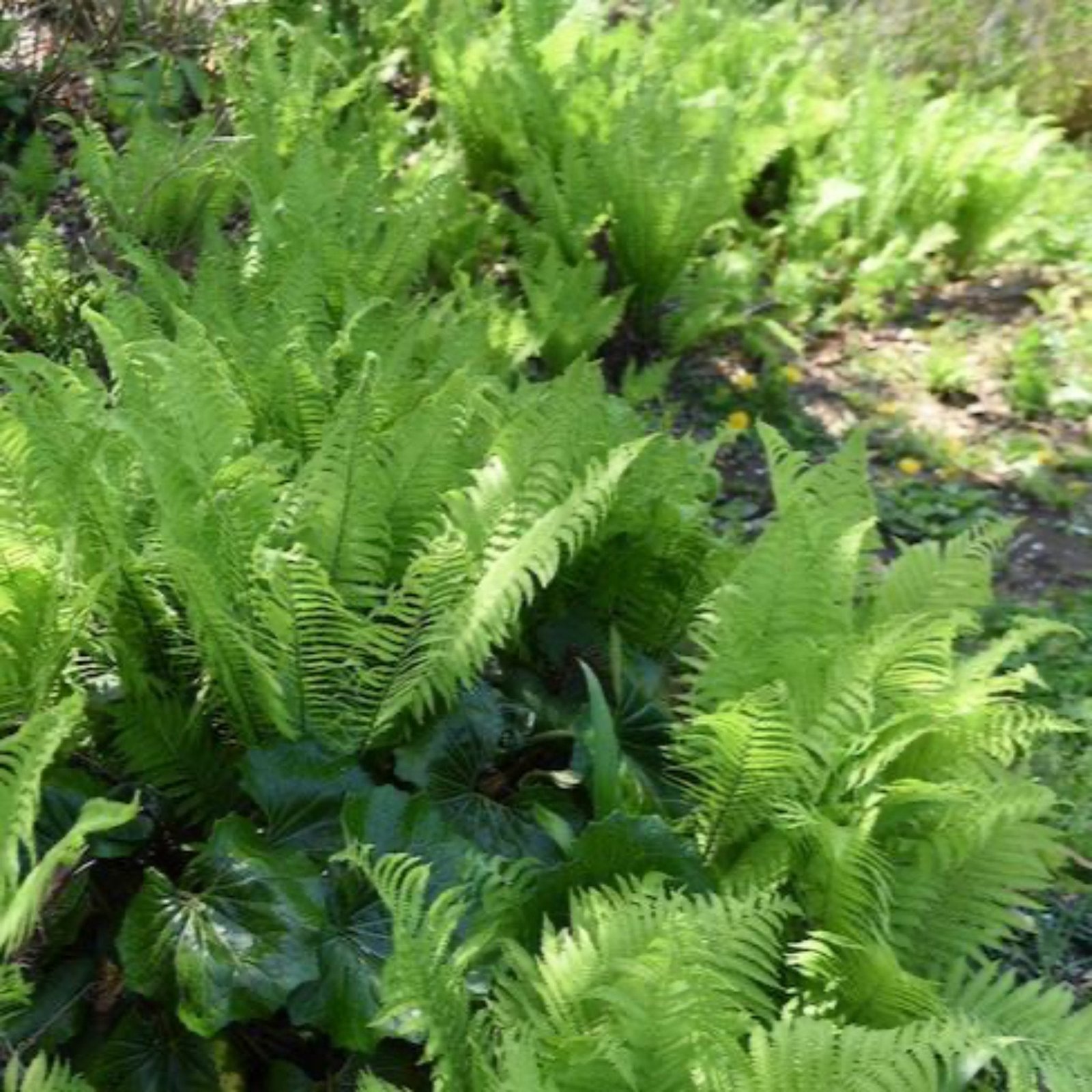 Ostrich Fern Hover