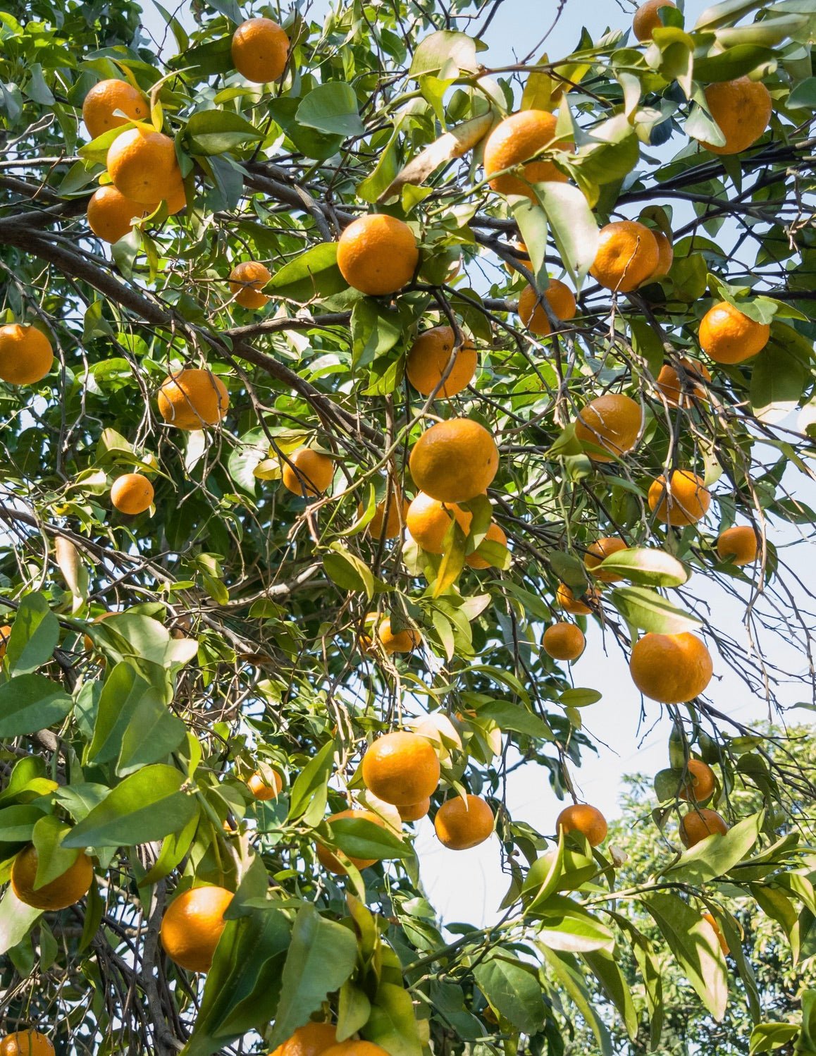 Owari Satsuma Tree Hover