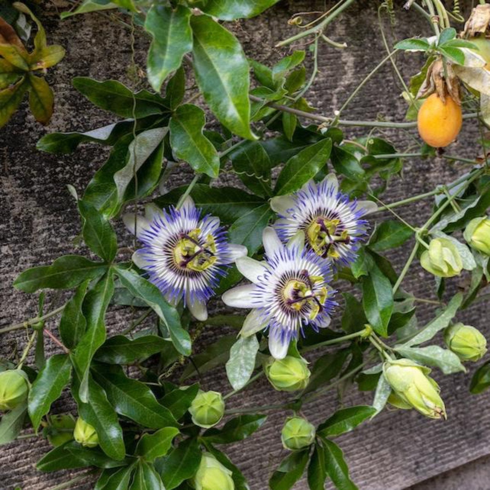 Passion Fruit Vine Hover
