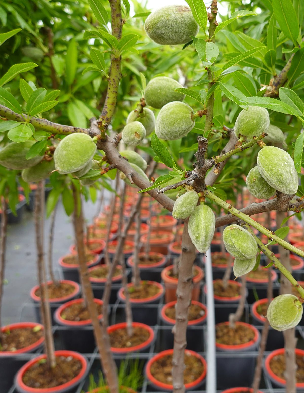 Patio Peach Tree Bundle Hover