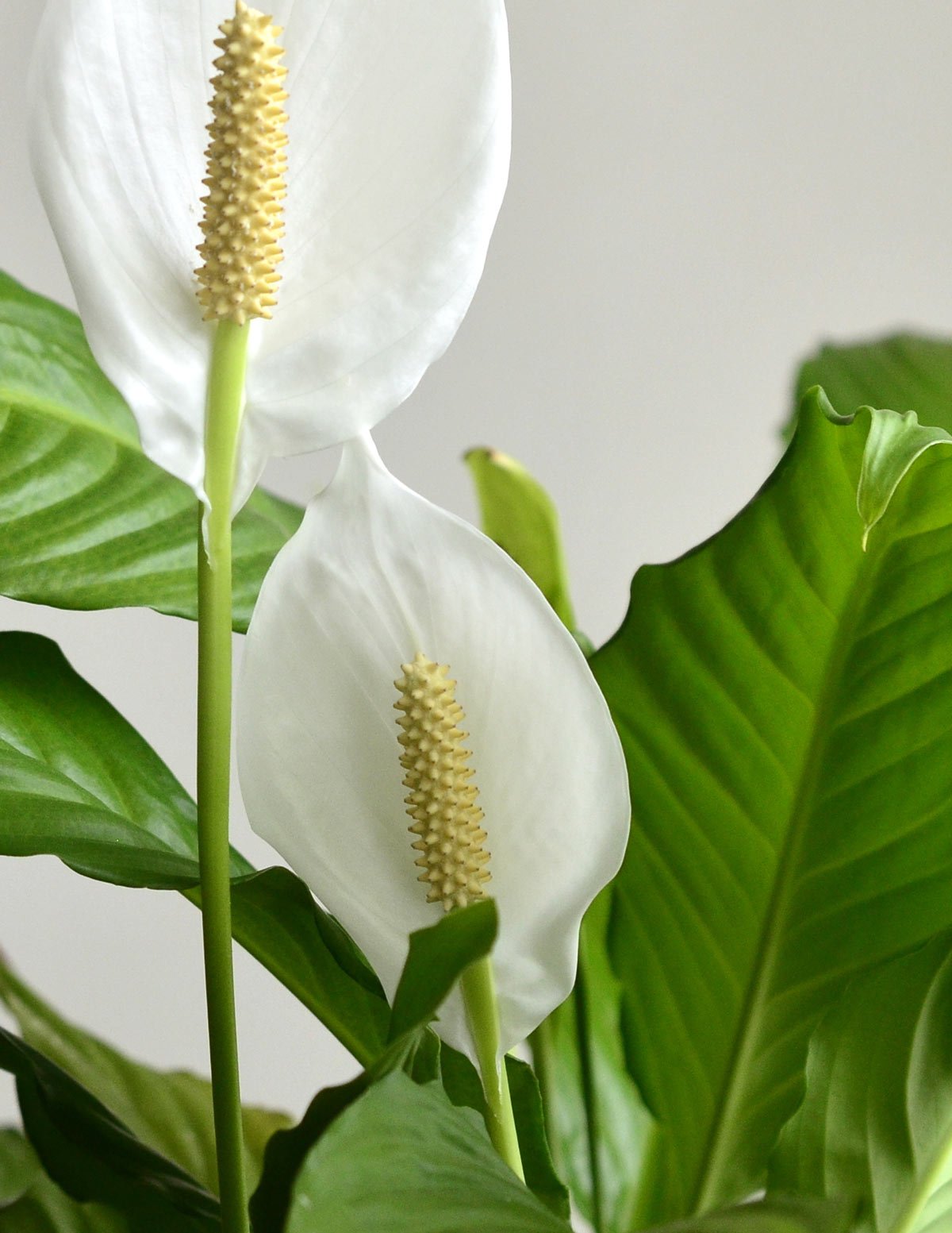 Peace Lily Party Pack Hover