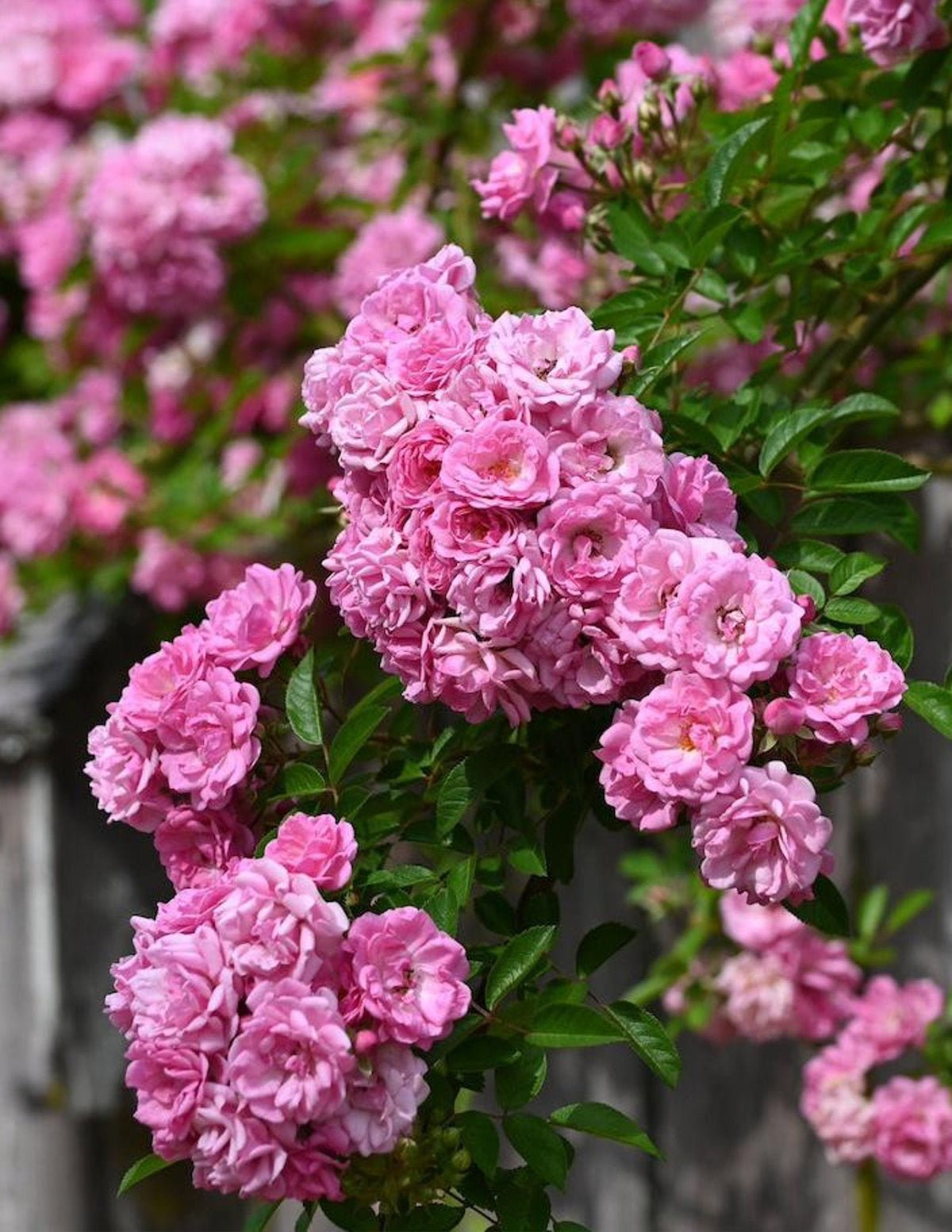 Peggy Martin Climbing Rose Hover