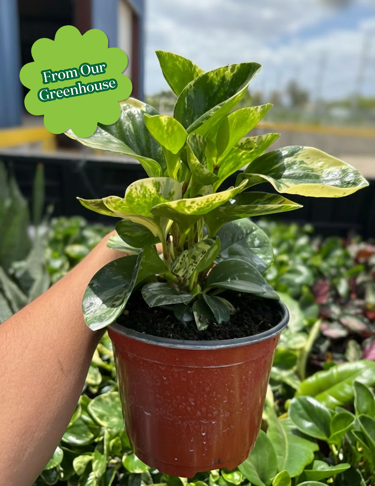 Peperomia Green Gold Hover