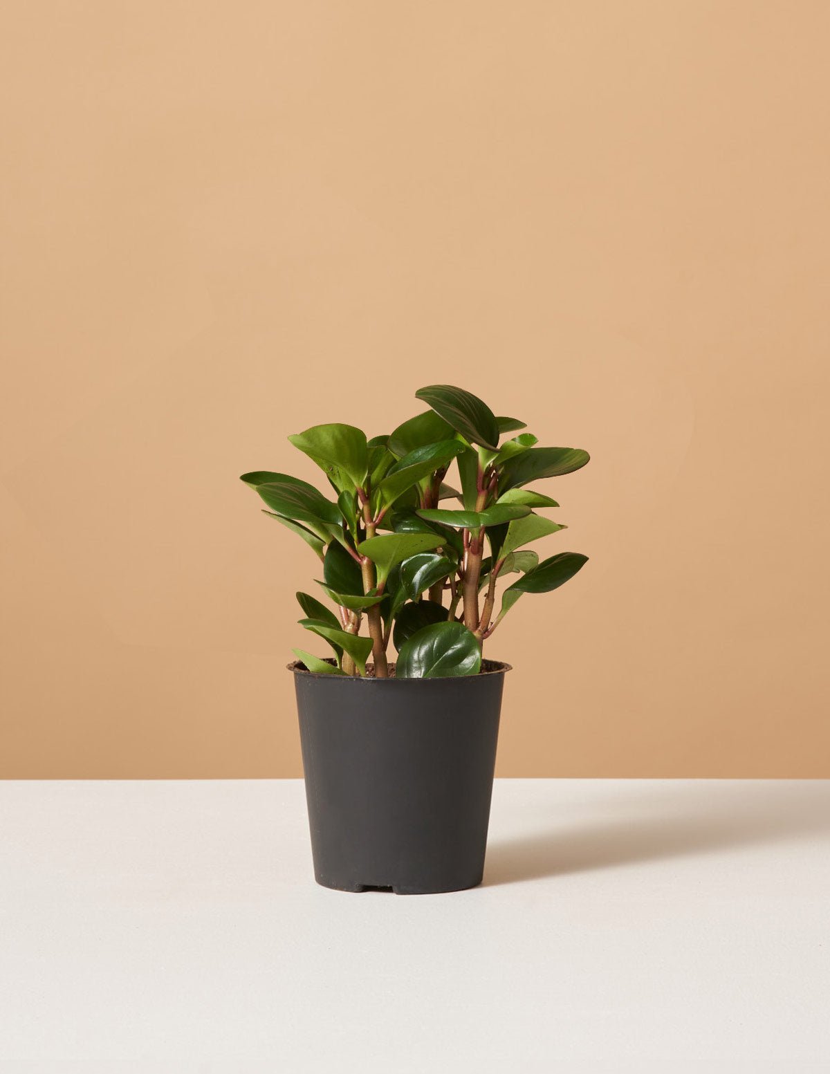 Peperomia Obtipan Green Hover