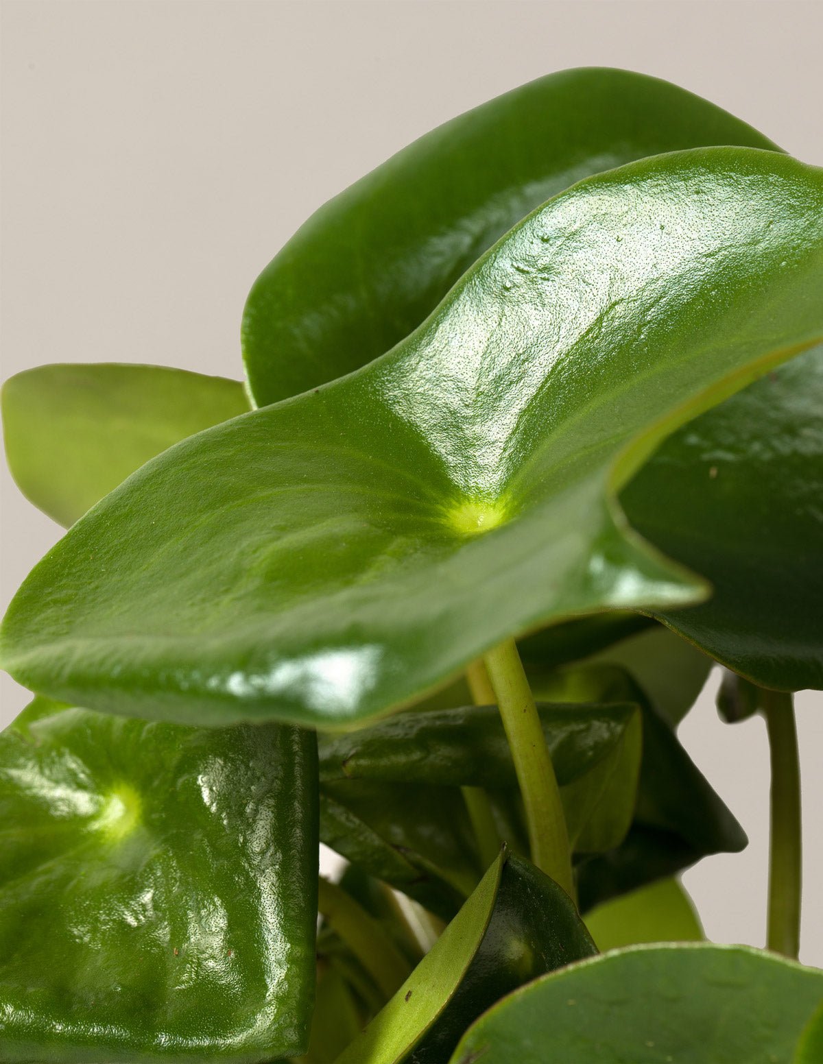Peperomia Raindrop Hover