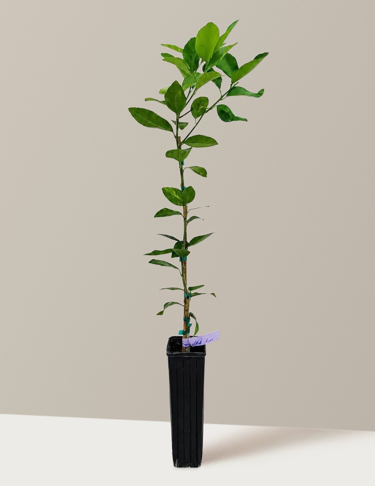 Persian 'Bearss' Lime Tree (FL) Hover