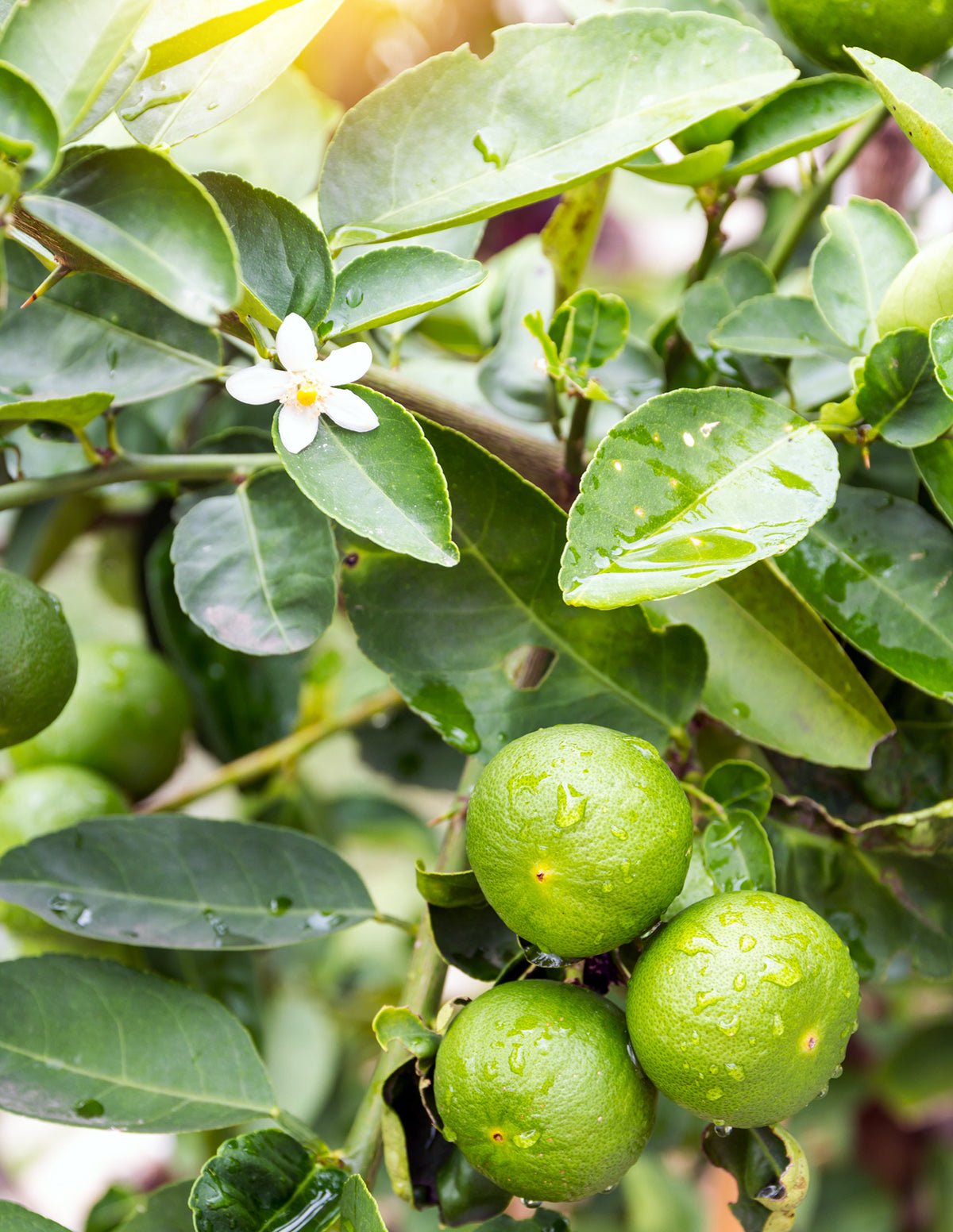 Persian 'Bearss' Lime Tree Hover