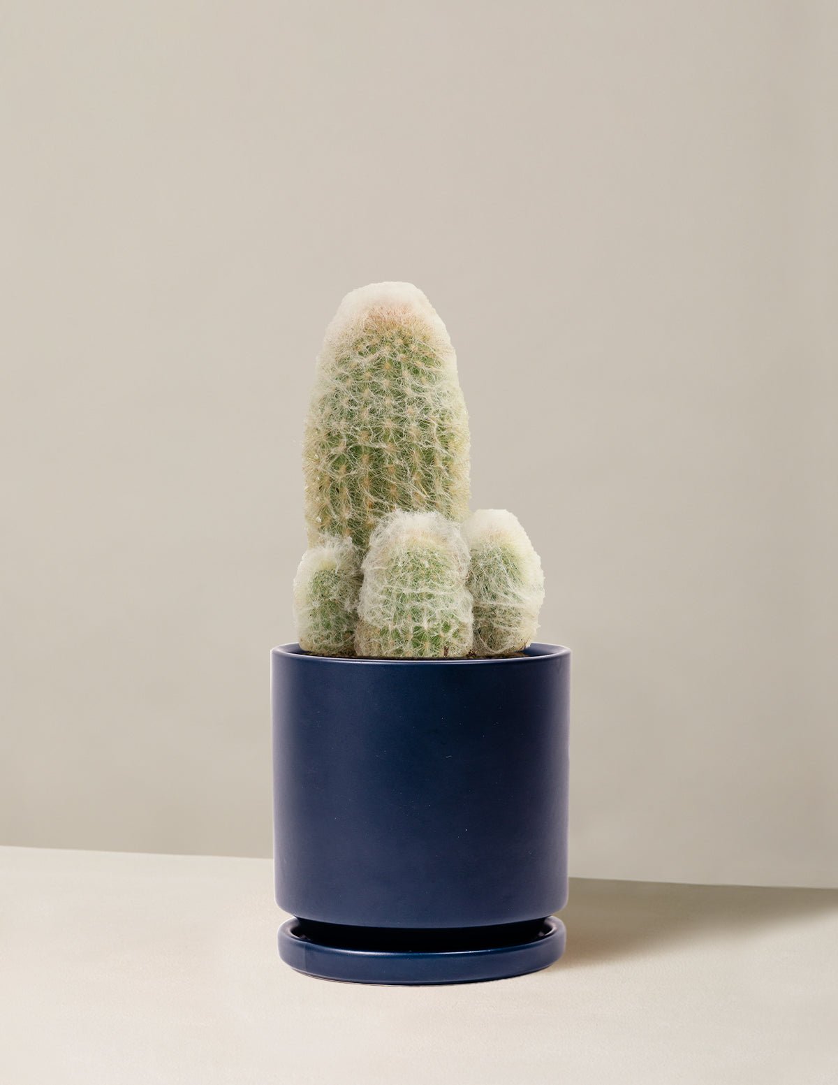 Gallery Image 9