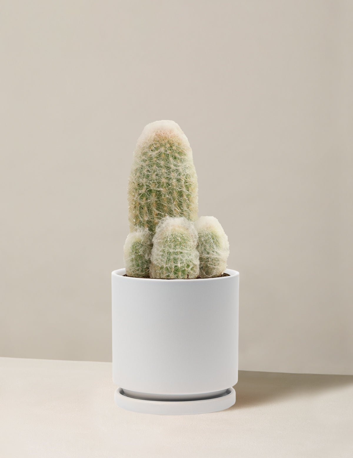 Gallery Image 12
