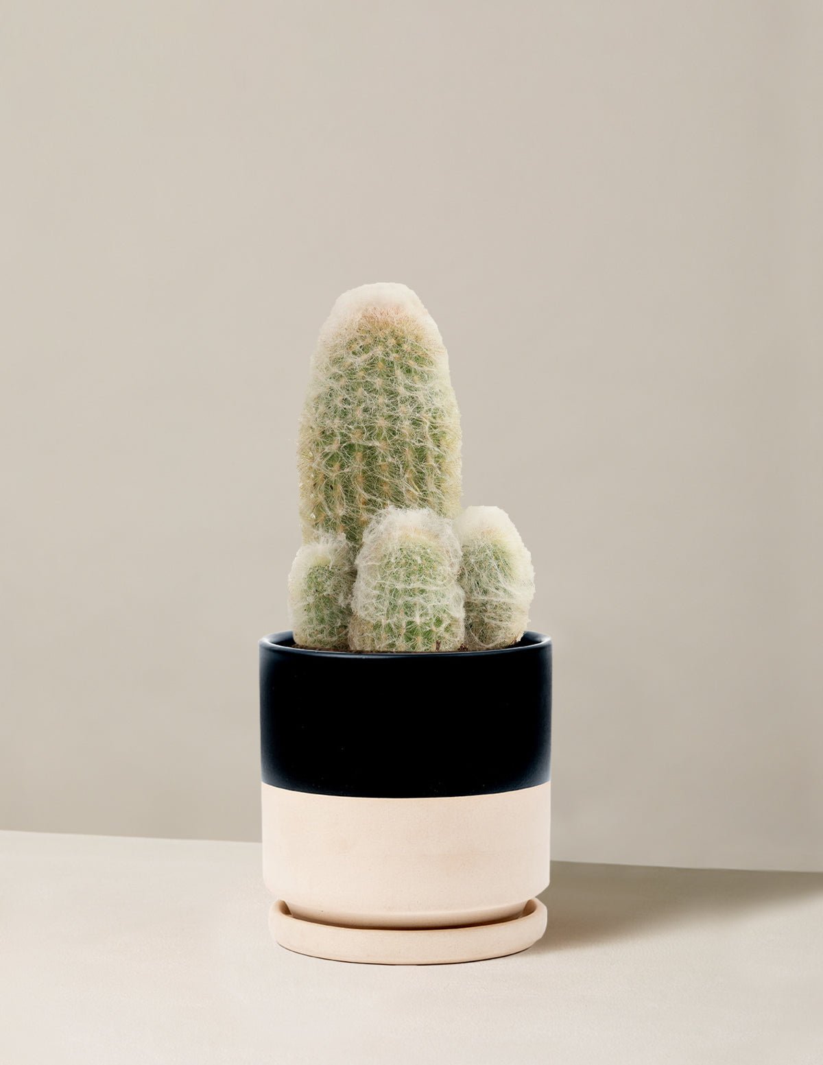 Gallery Image 13
