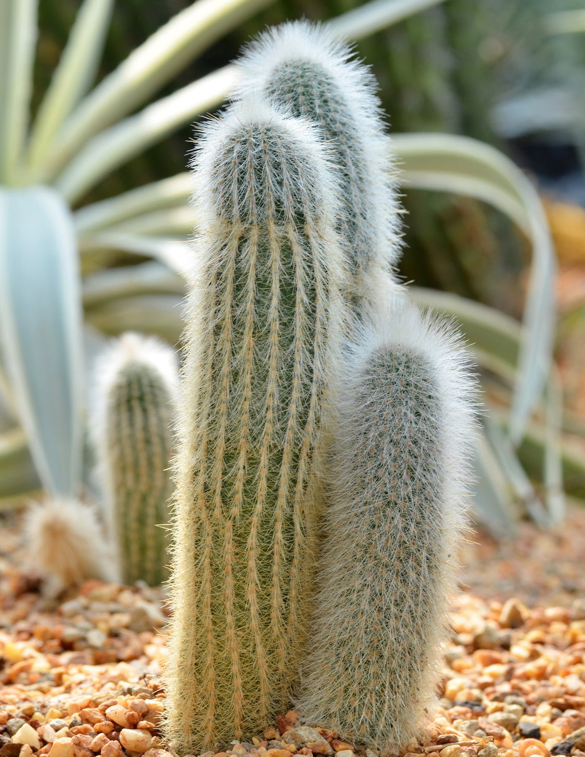 Old Man Cactus Hover