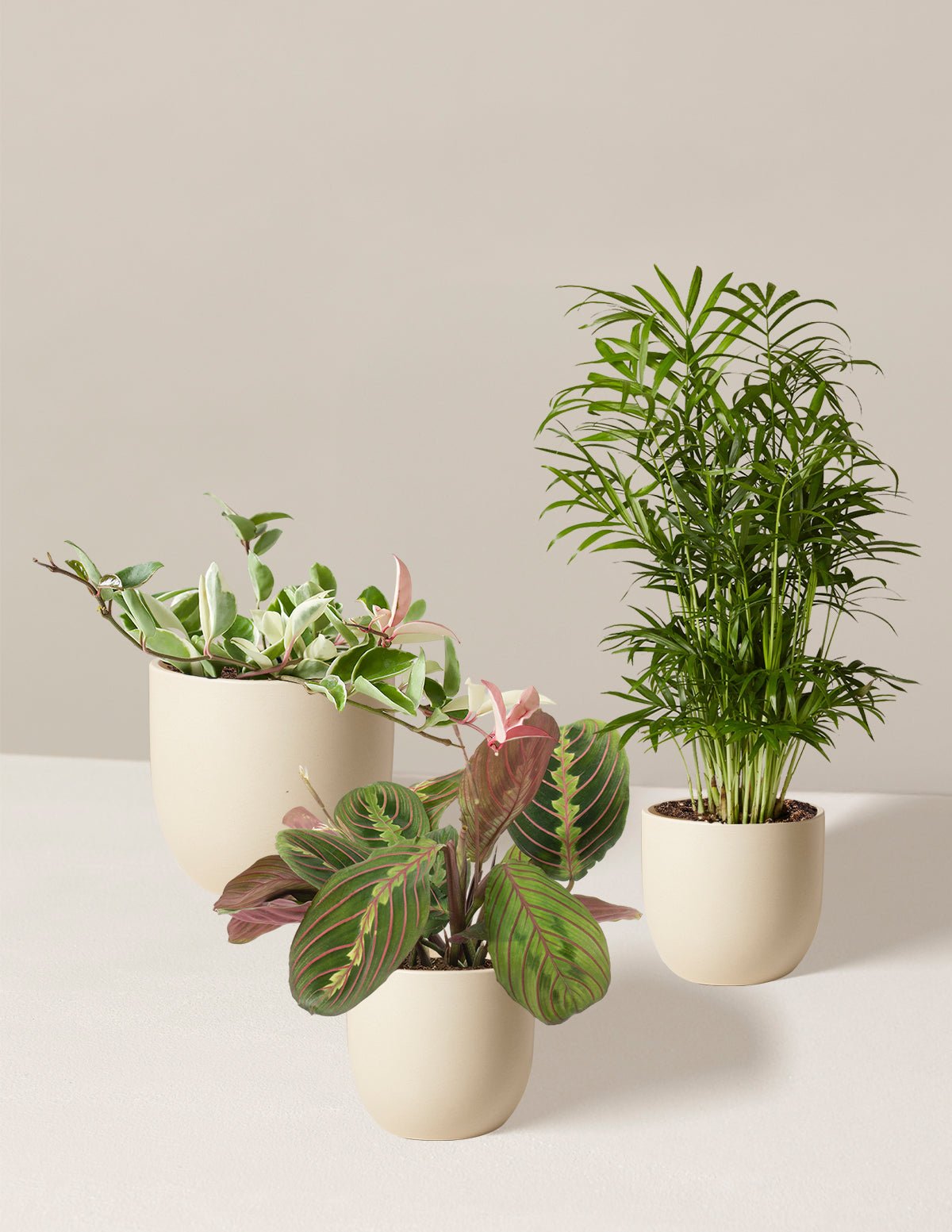 Pet-Friendly Plant Parent Set Hover
