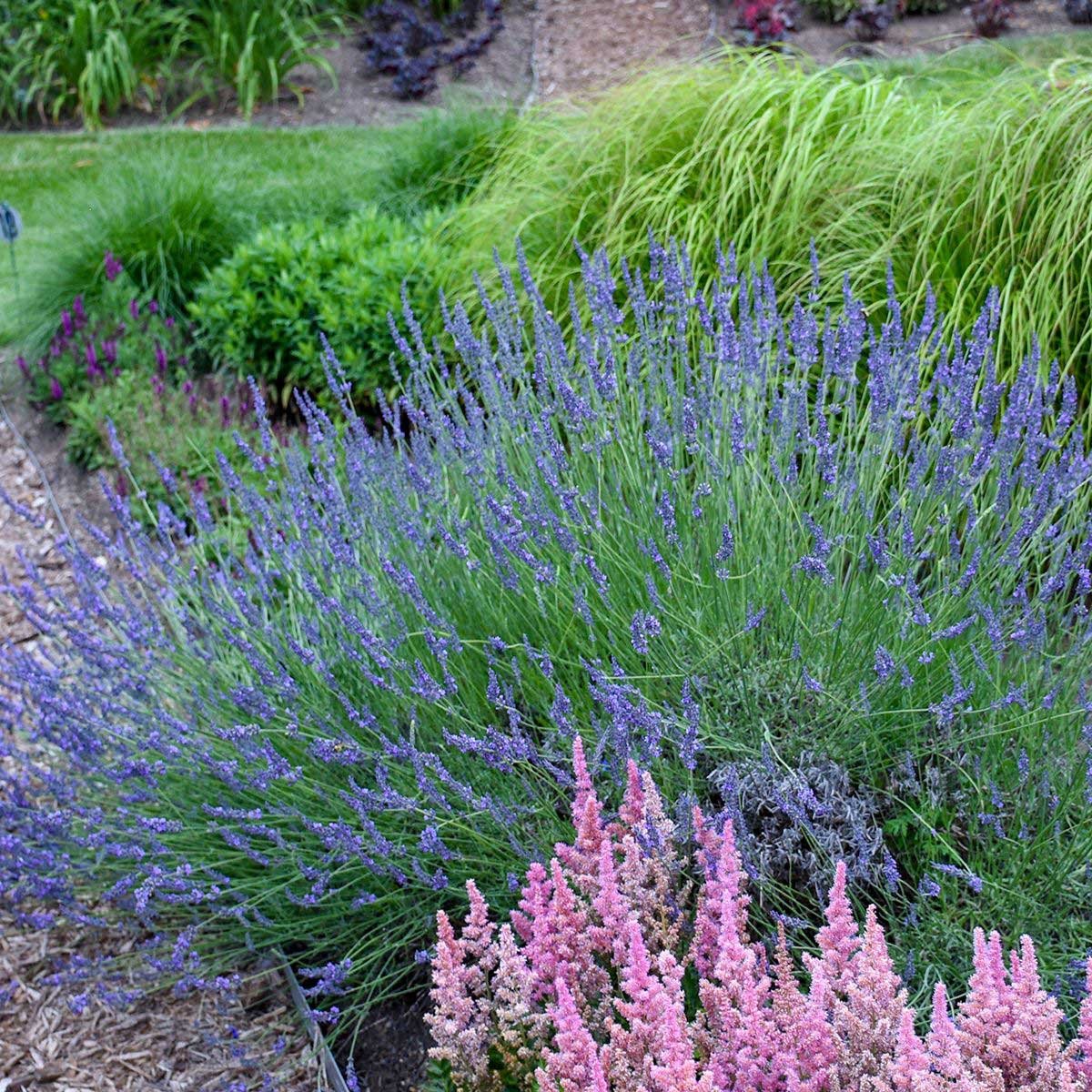 Phenomenal™ Lavender Plant Hover