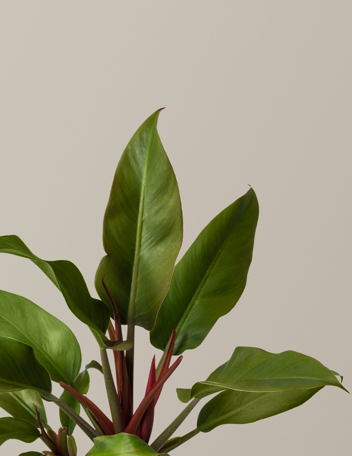Philodendron Autumn Hover