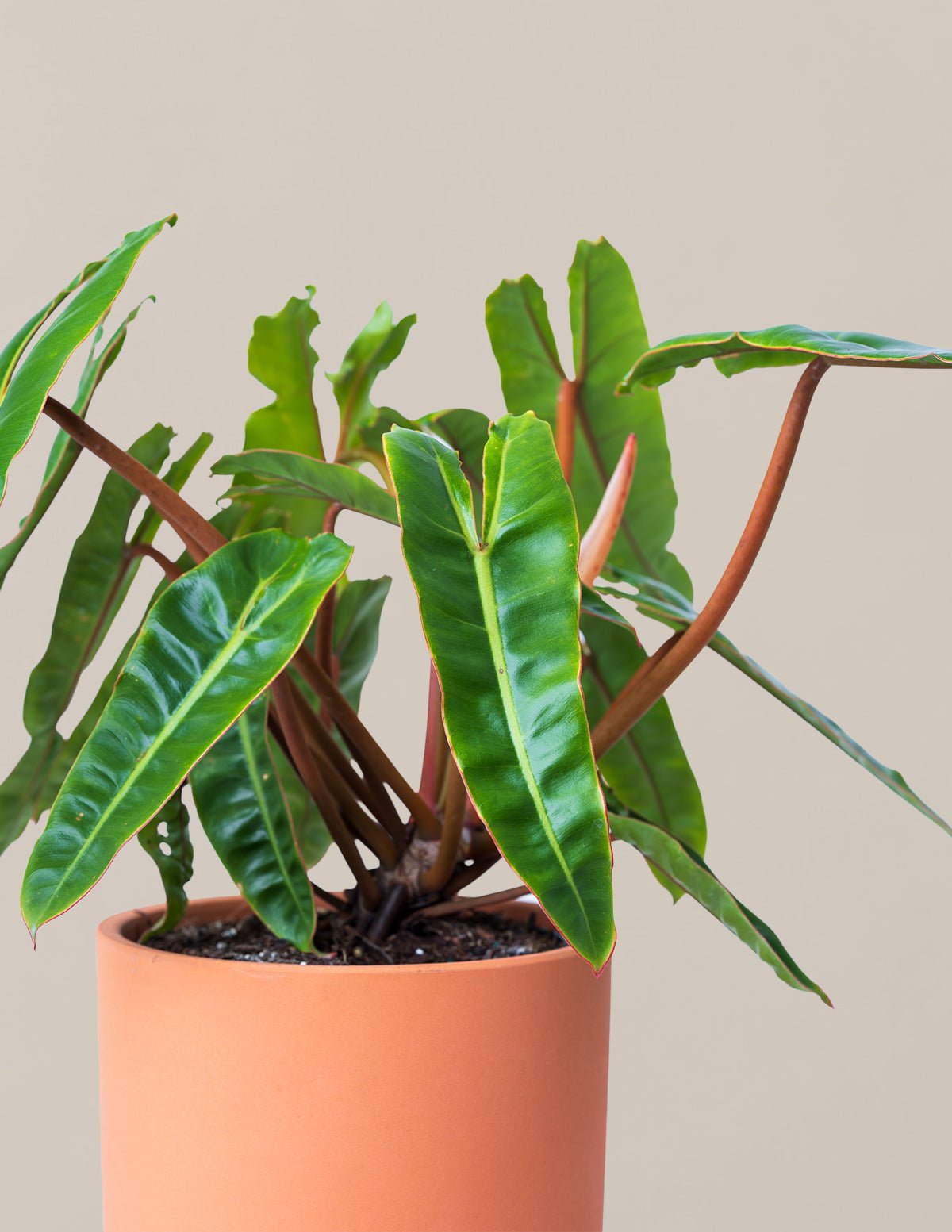 Philodendron Billietiae Hover