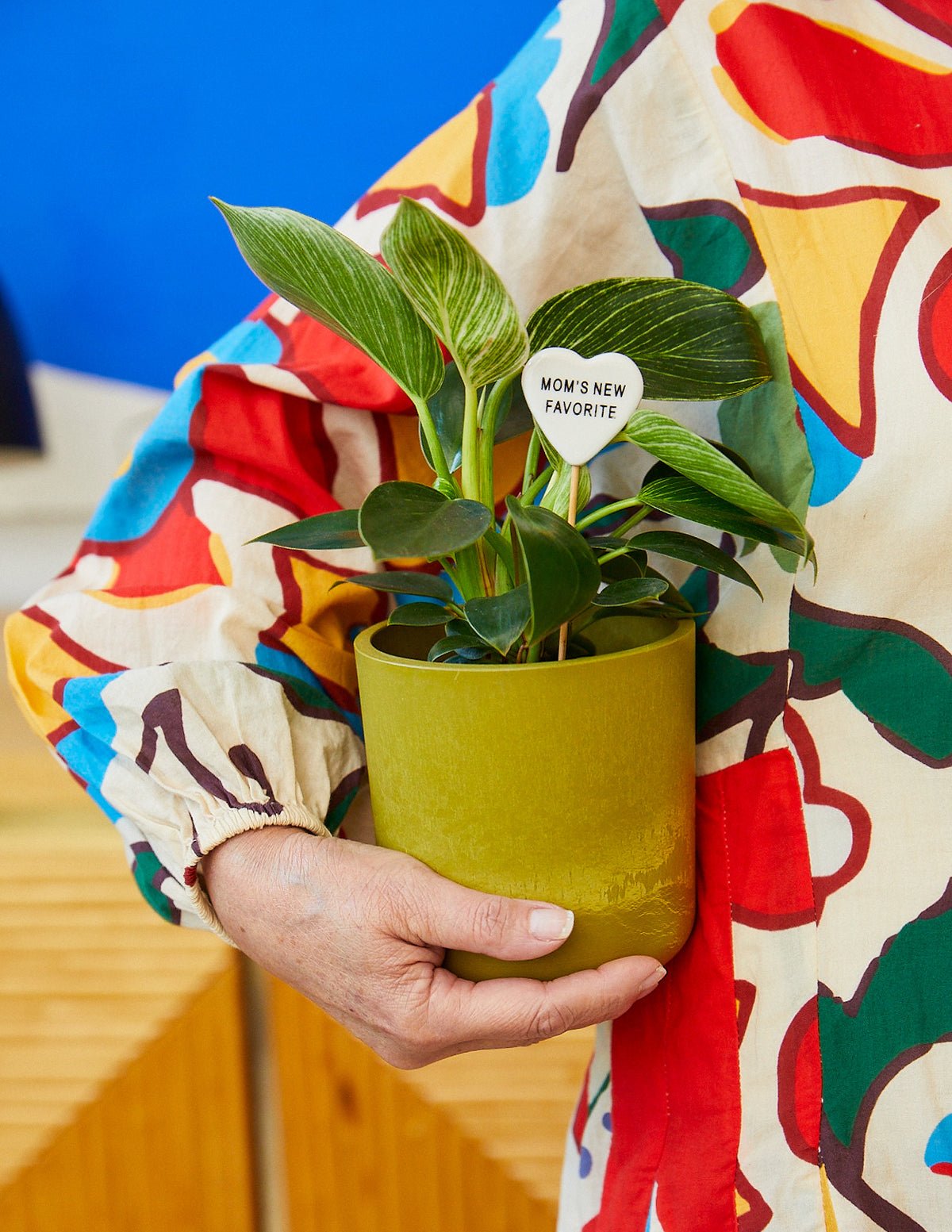 Philodendron Birkin Hover