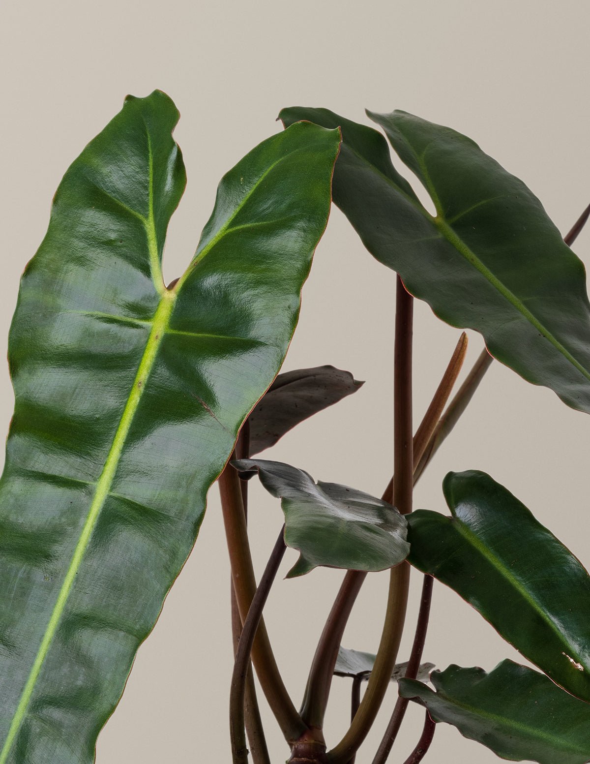 Philodendron Black Billietiae