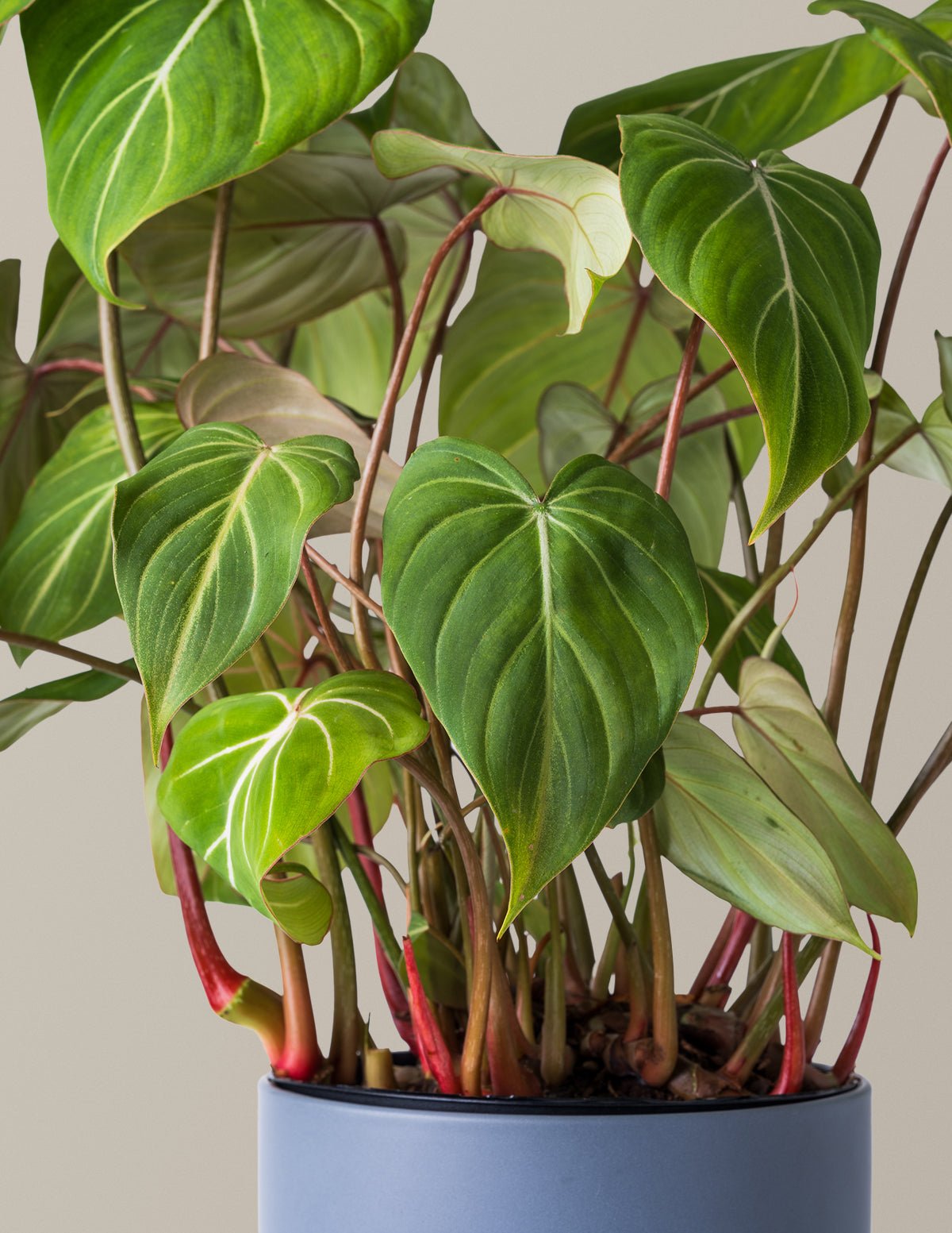Philodendron Gloriosum Hover