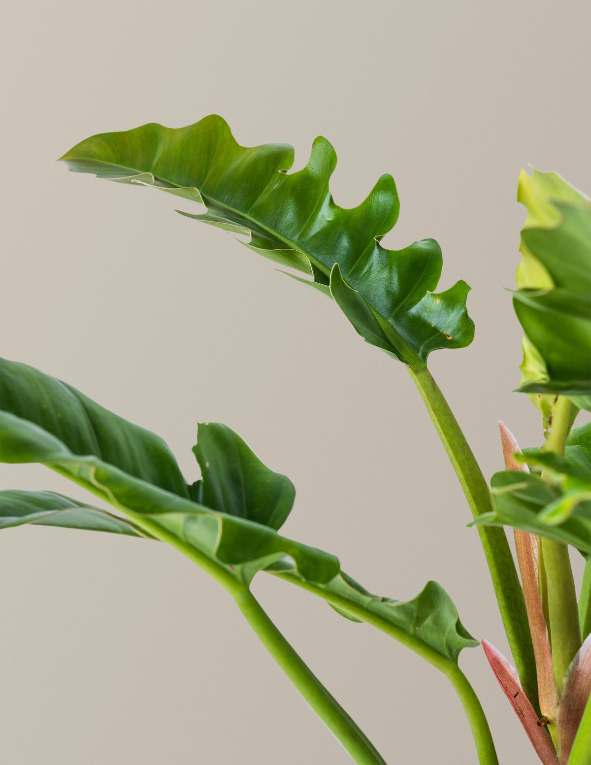 Philodendron Jungle Boogie Hover