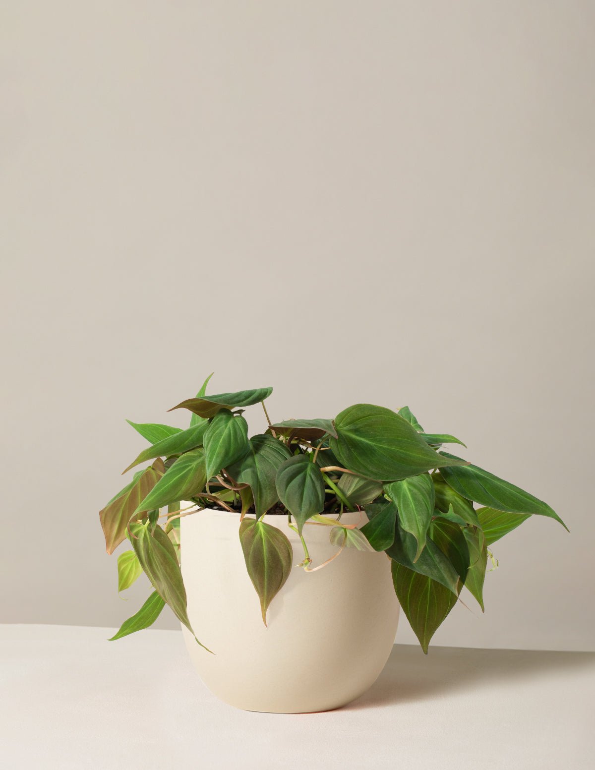 Philodendron Micans Hover