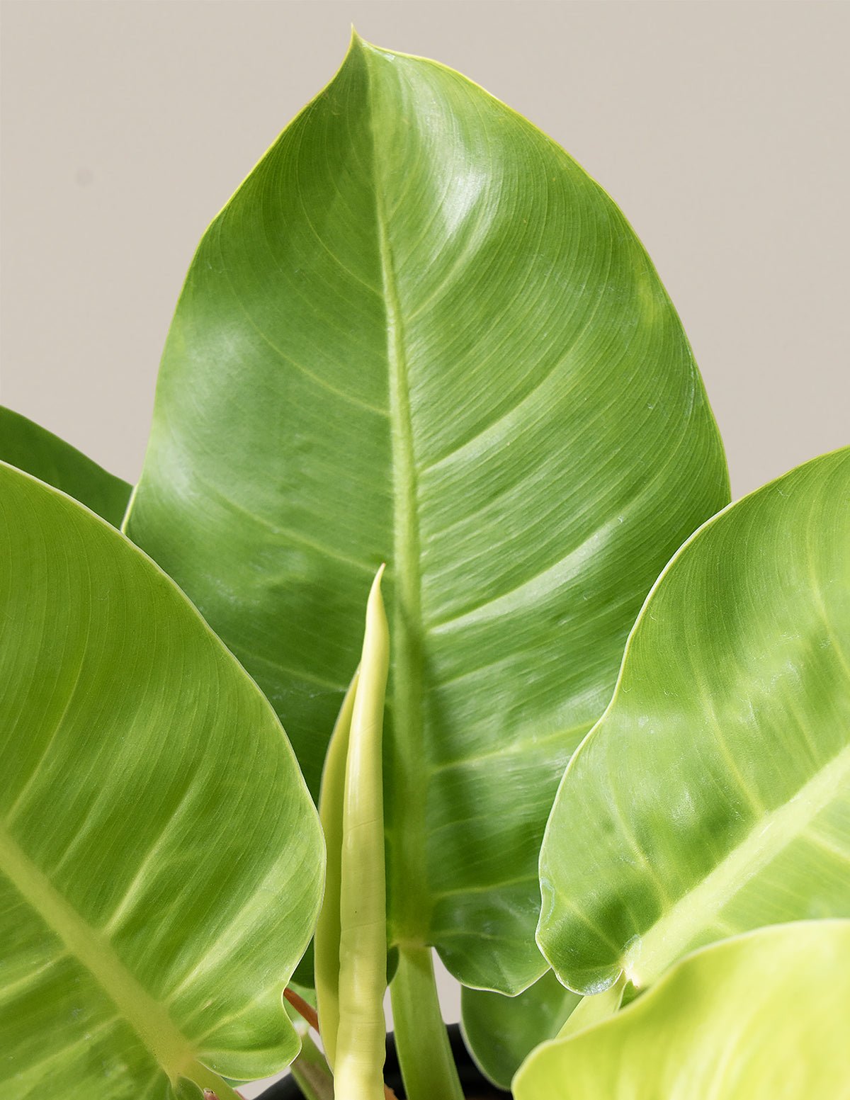 Philodendron Moonlight Hover
