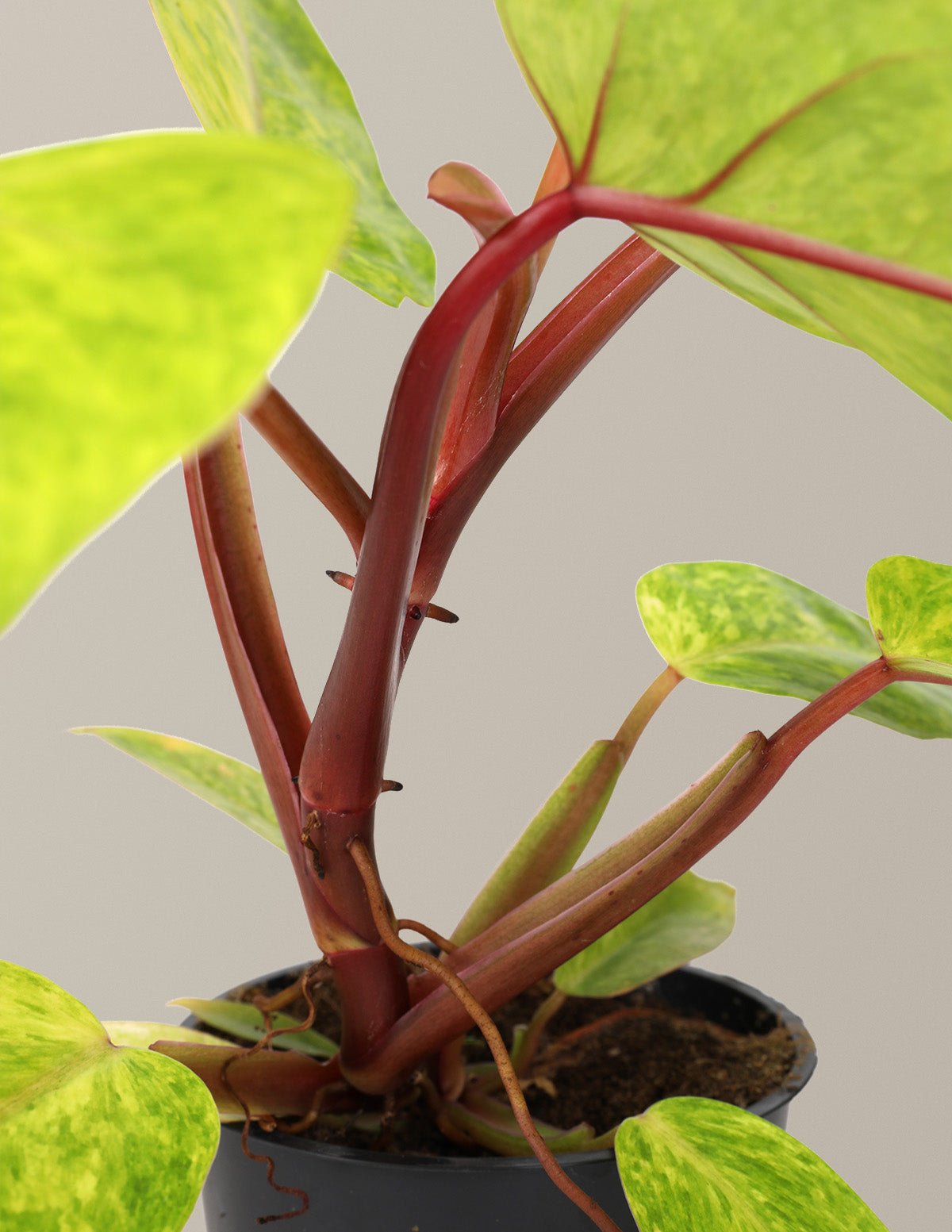 Philodendron Painted Lady Hover