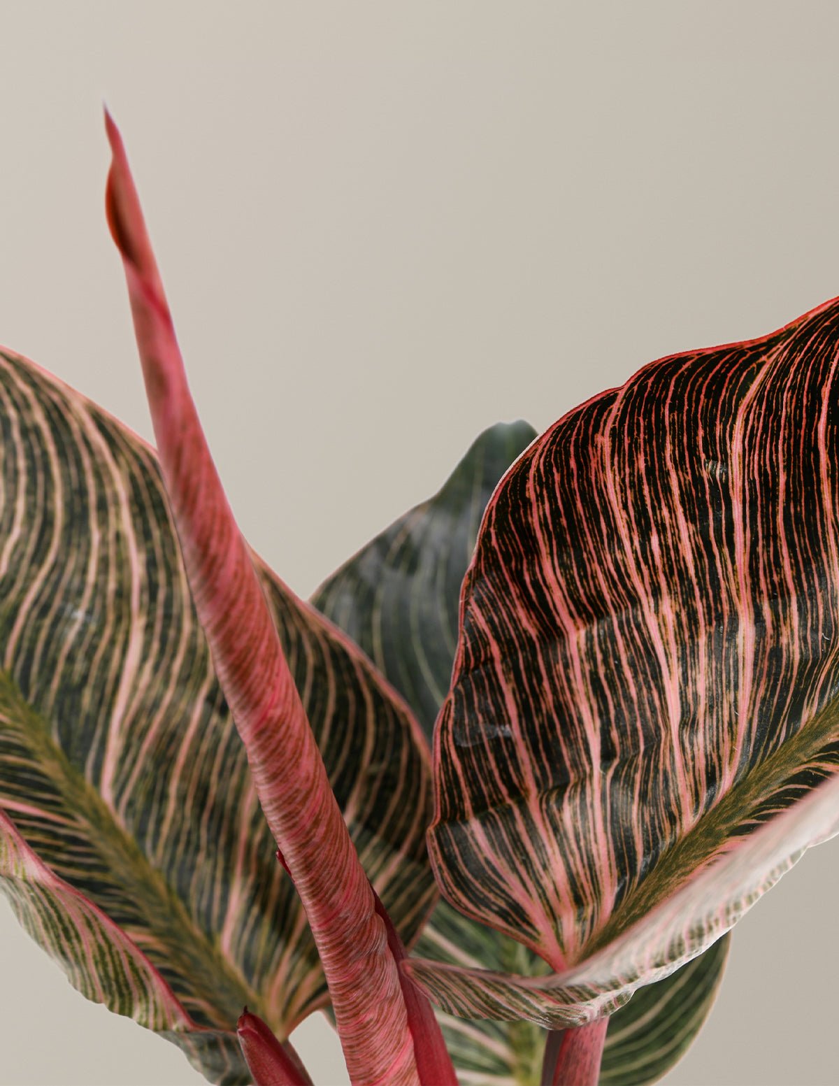 Philodendron Pink Bikini Hover