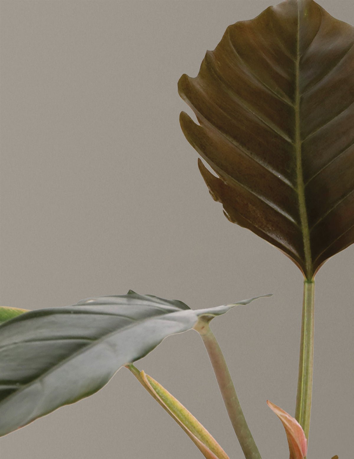 Philodendron Pluto Hover