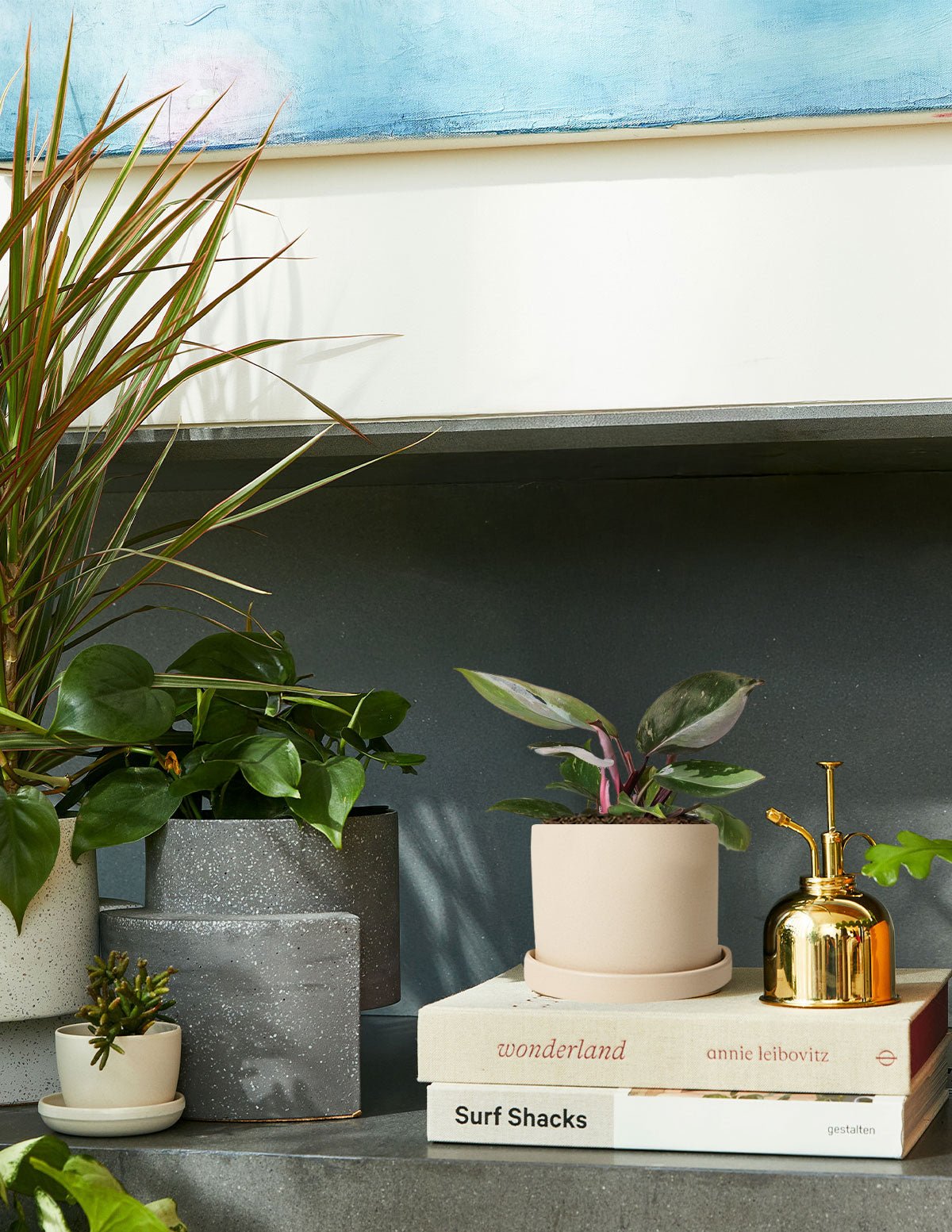 Philodendron Red Anderson Hover