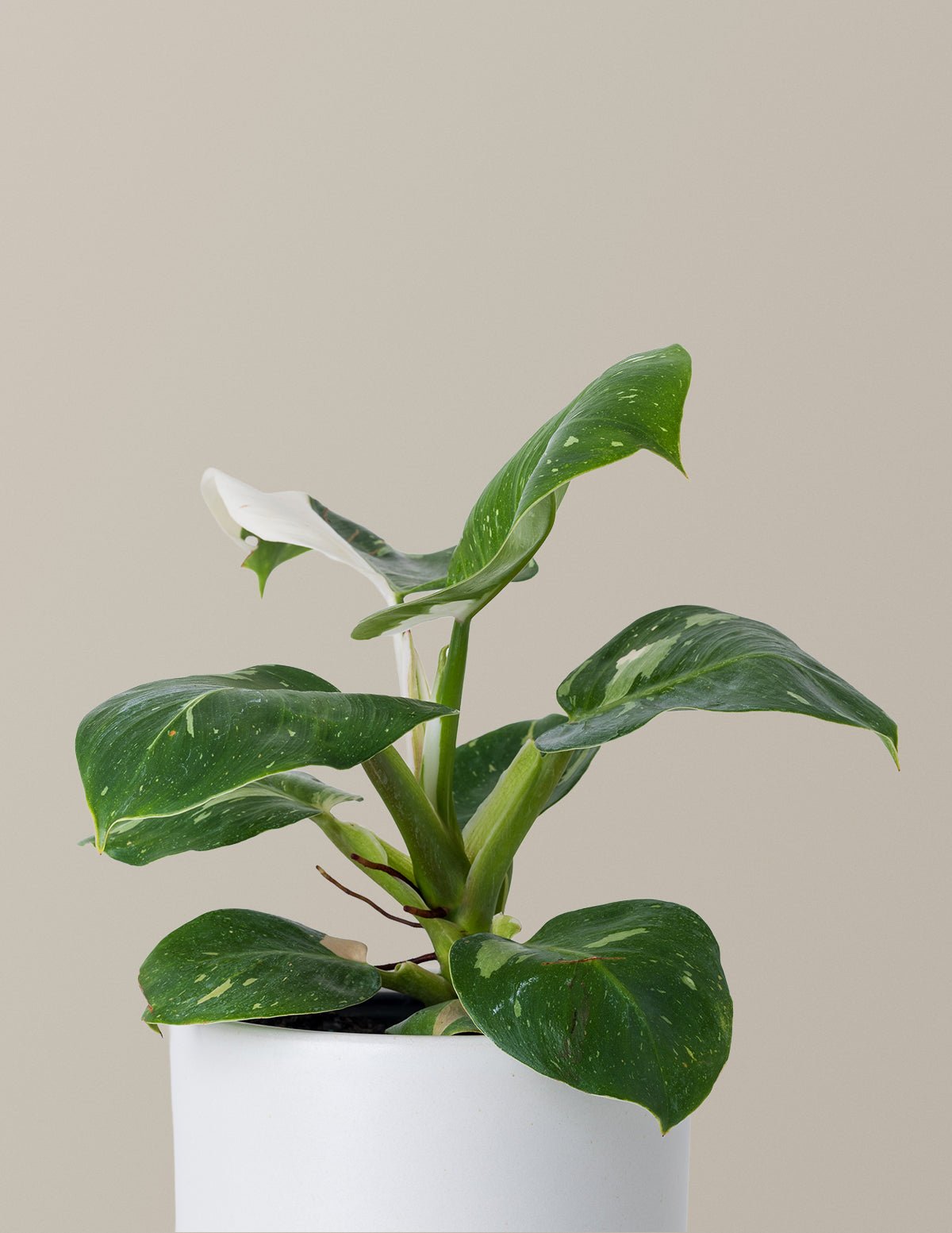 Philodendron White Knight Hover