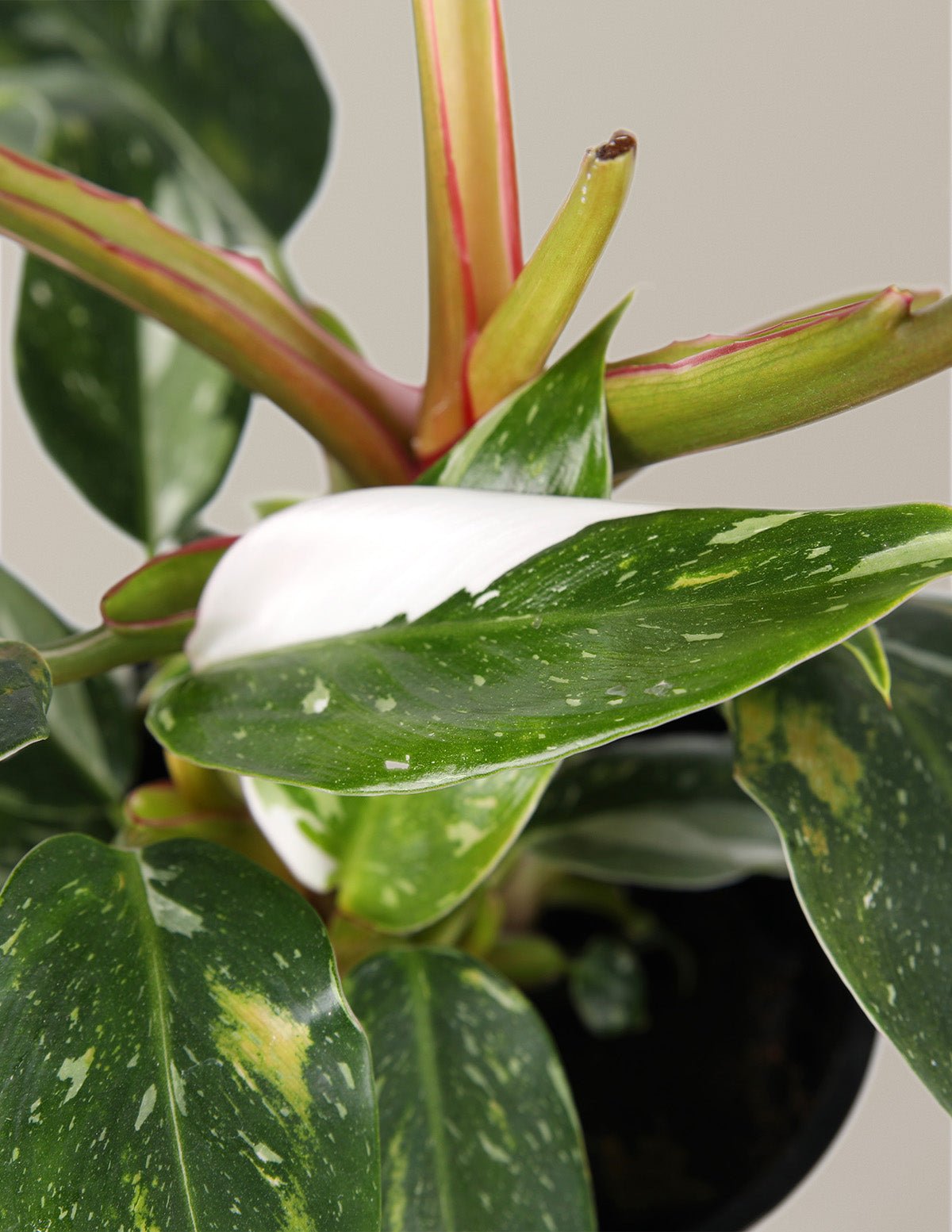 Philodendron White Princess Hover