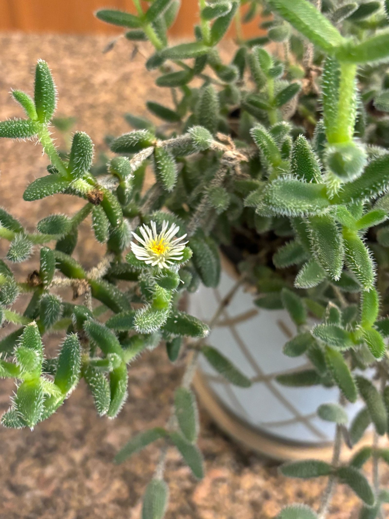 Pickle Plant Hover