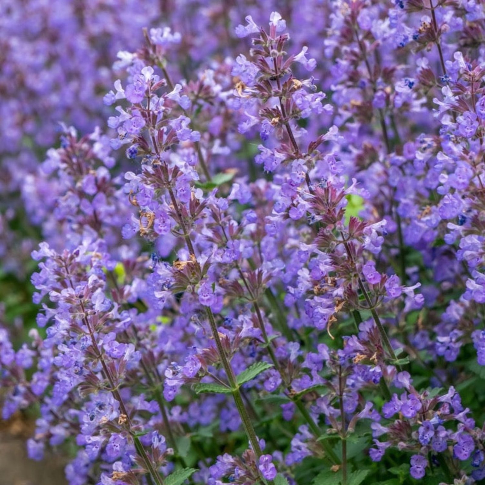 Picture Purrfect Catmint Hover