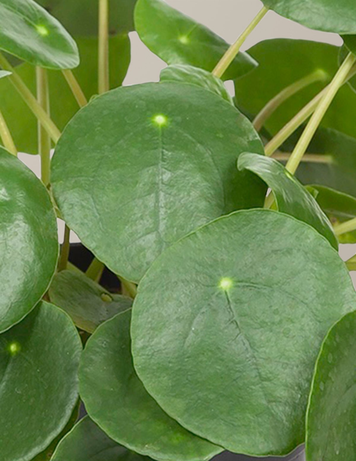 Pilea Peperomioides Hover