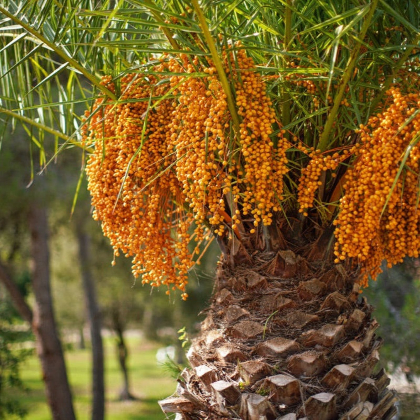Pindo Palm Hover