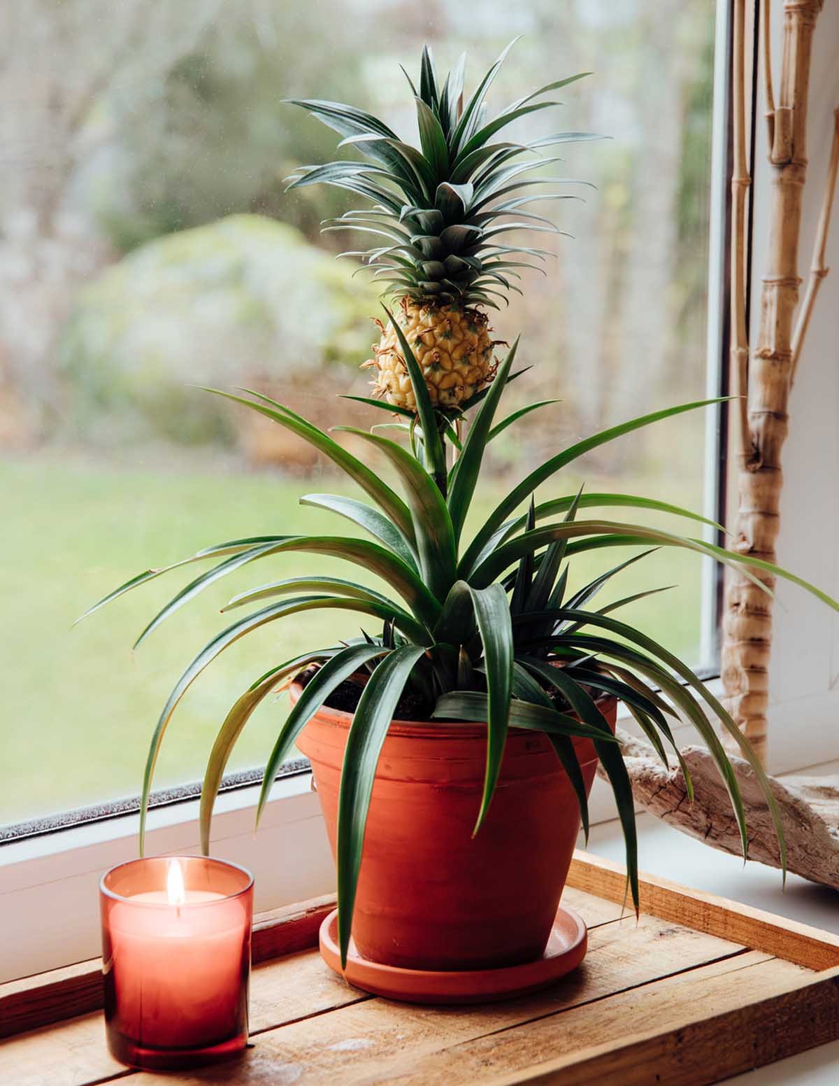 Pineapple Plant Hover