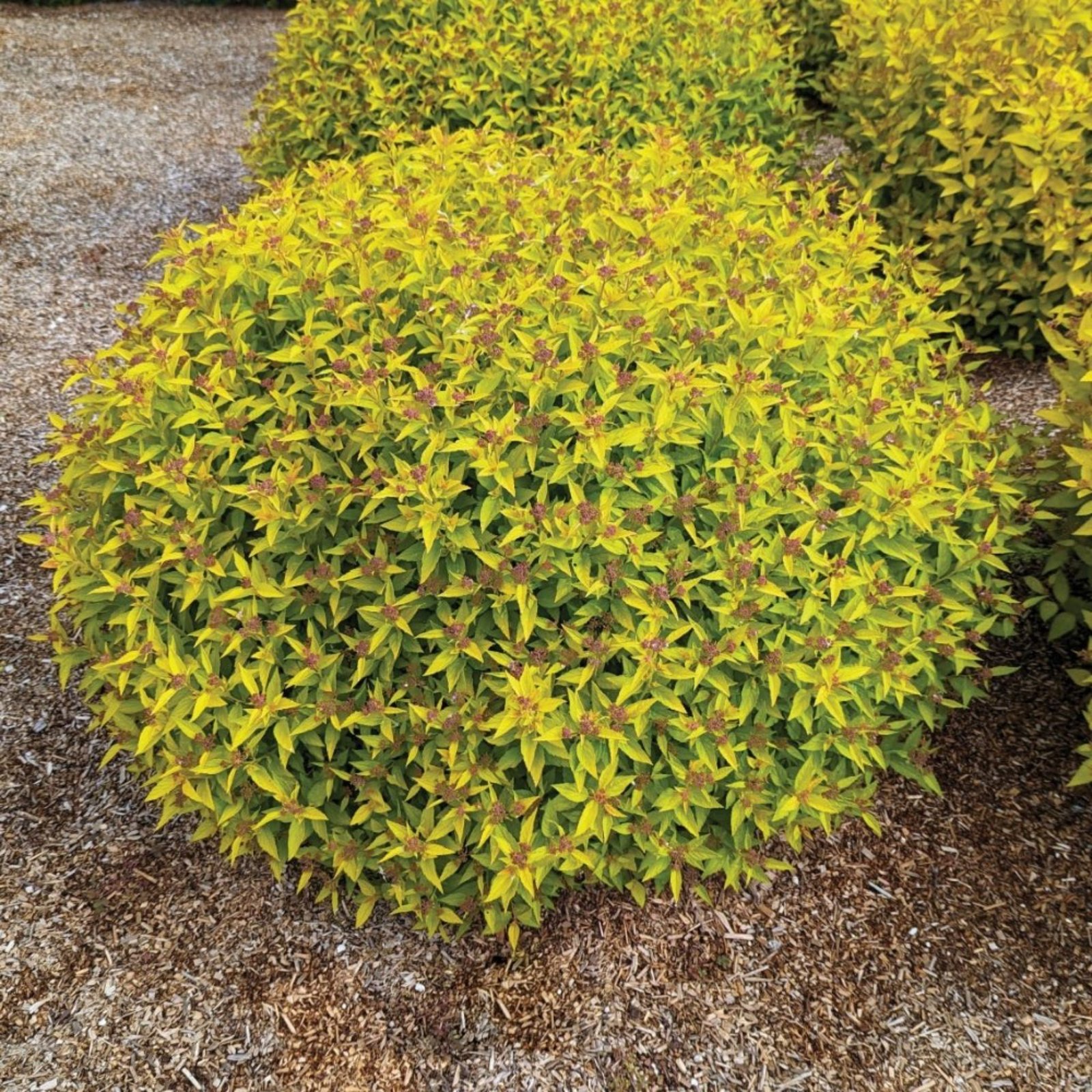 Pineapple Poprocks® Spiraea Hover