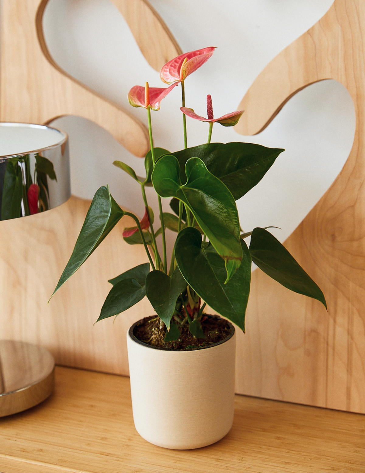Pink Anthurium Hover