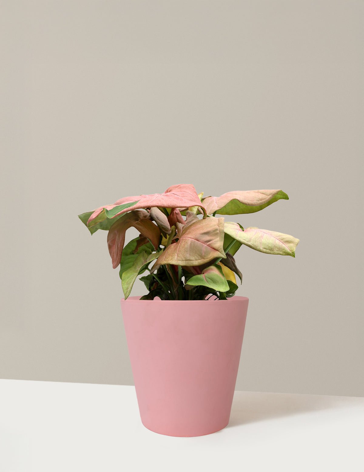 Hover Image