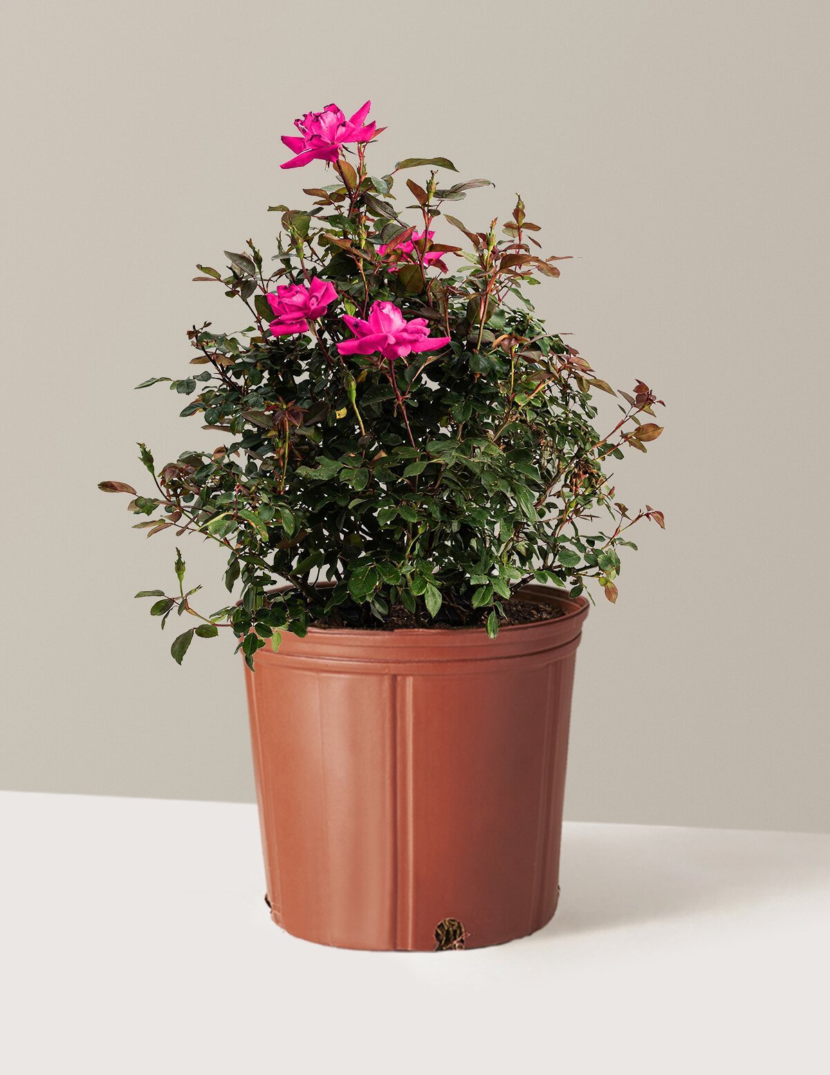 Pink Double Knock Out® Rose Hover