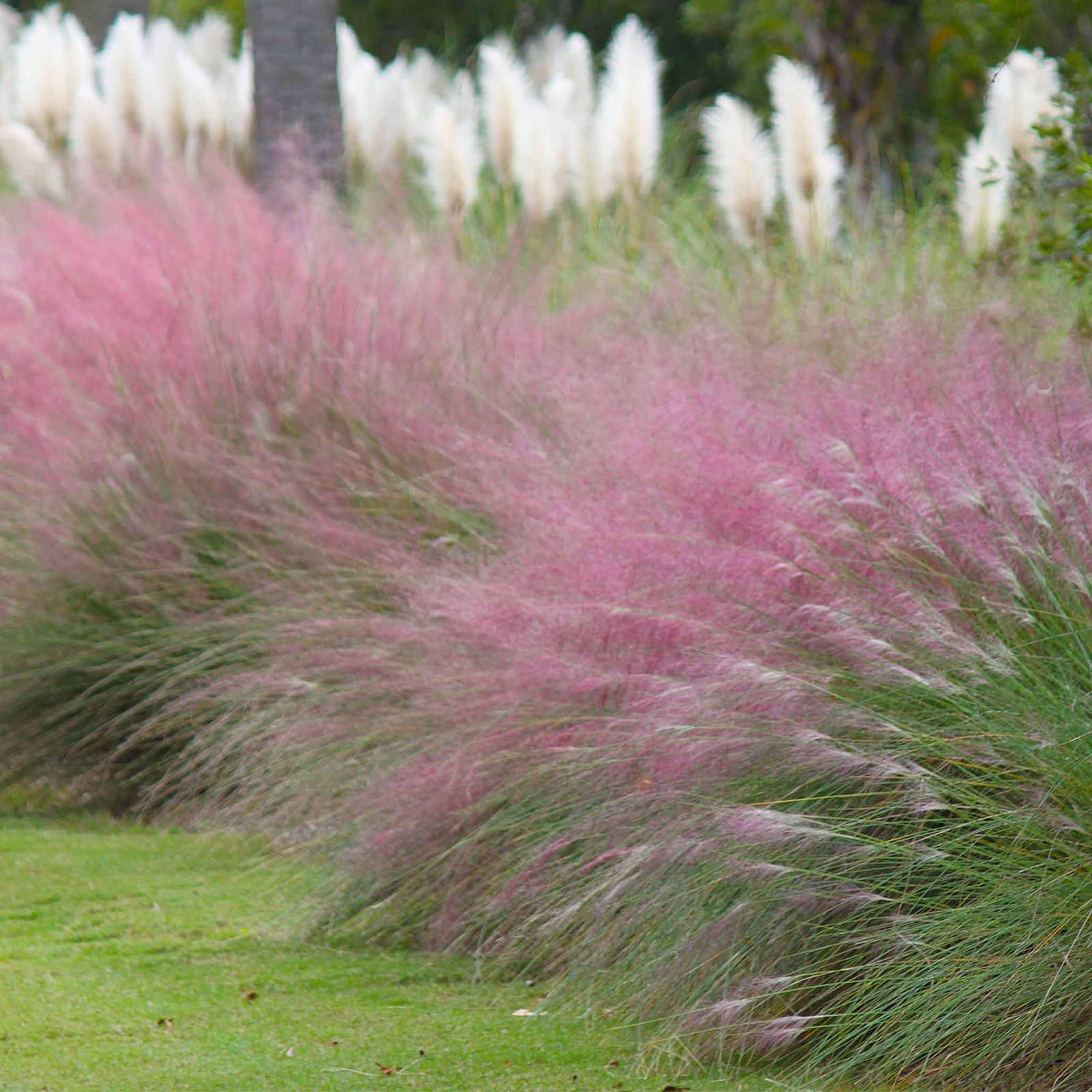 Pink Muhly Grass Hover
