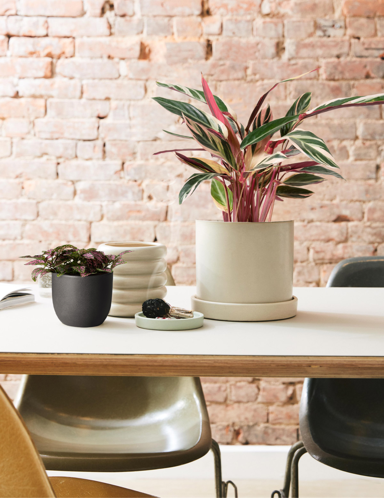 Pink Polka Dot Plant Hover