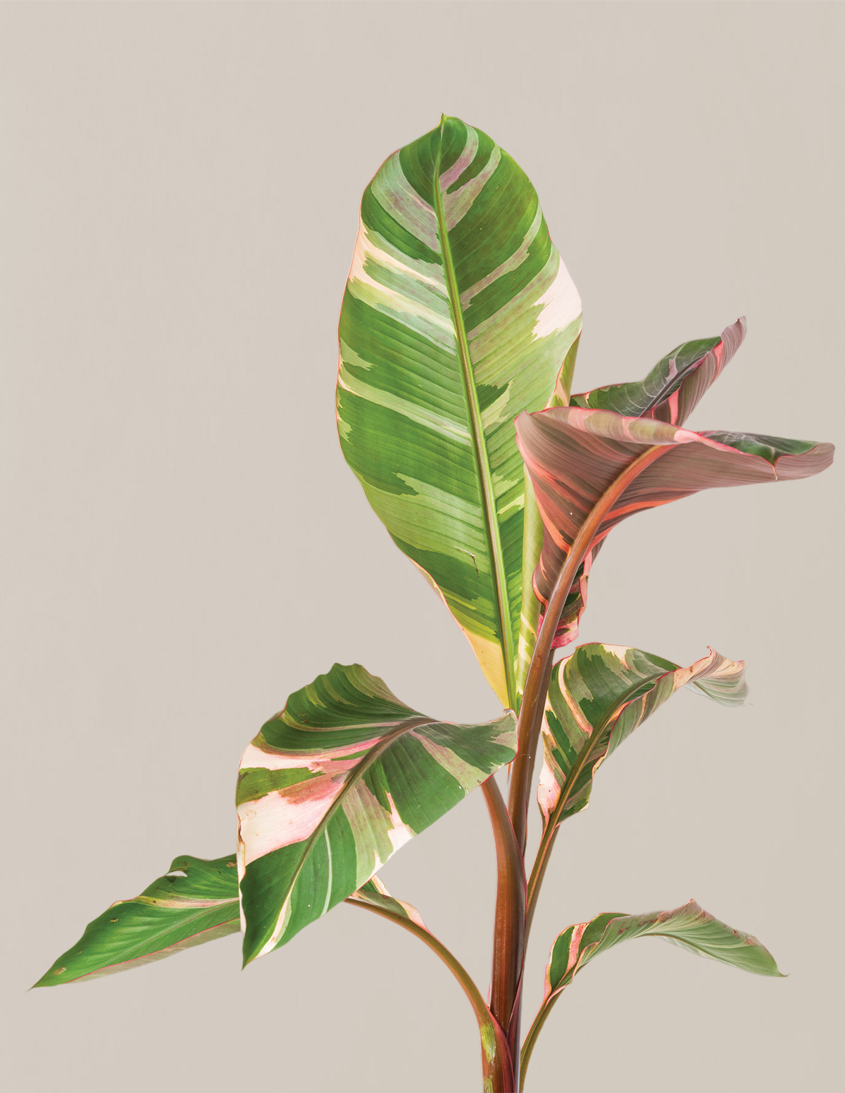 Musa Nono Pink Variegated Banana Hover