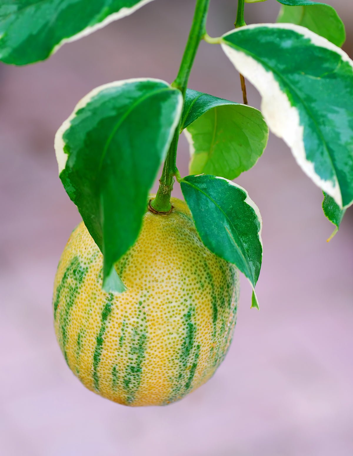 Pink Variegated Eureka Lemon Bush Hover