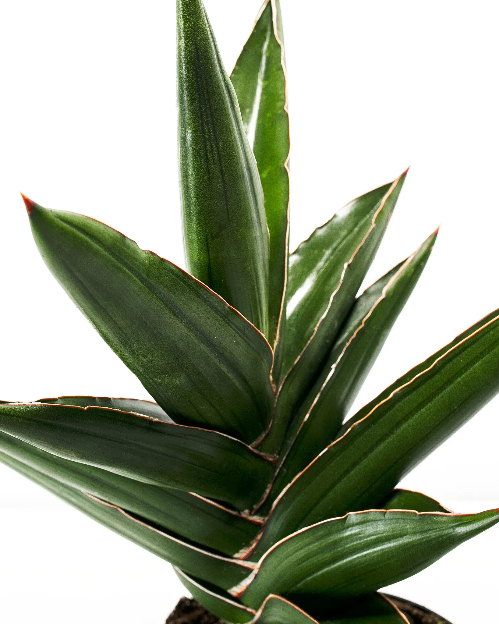 Sansevieria Samurai